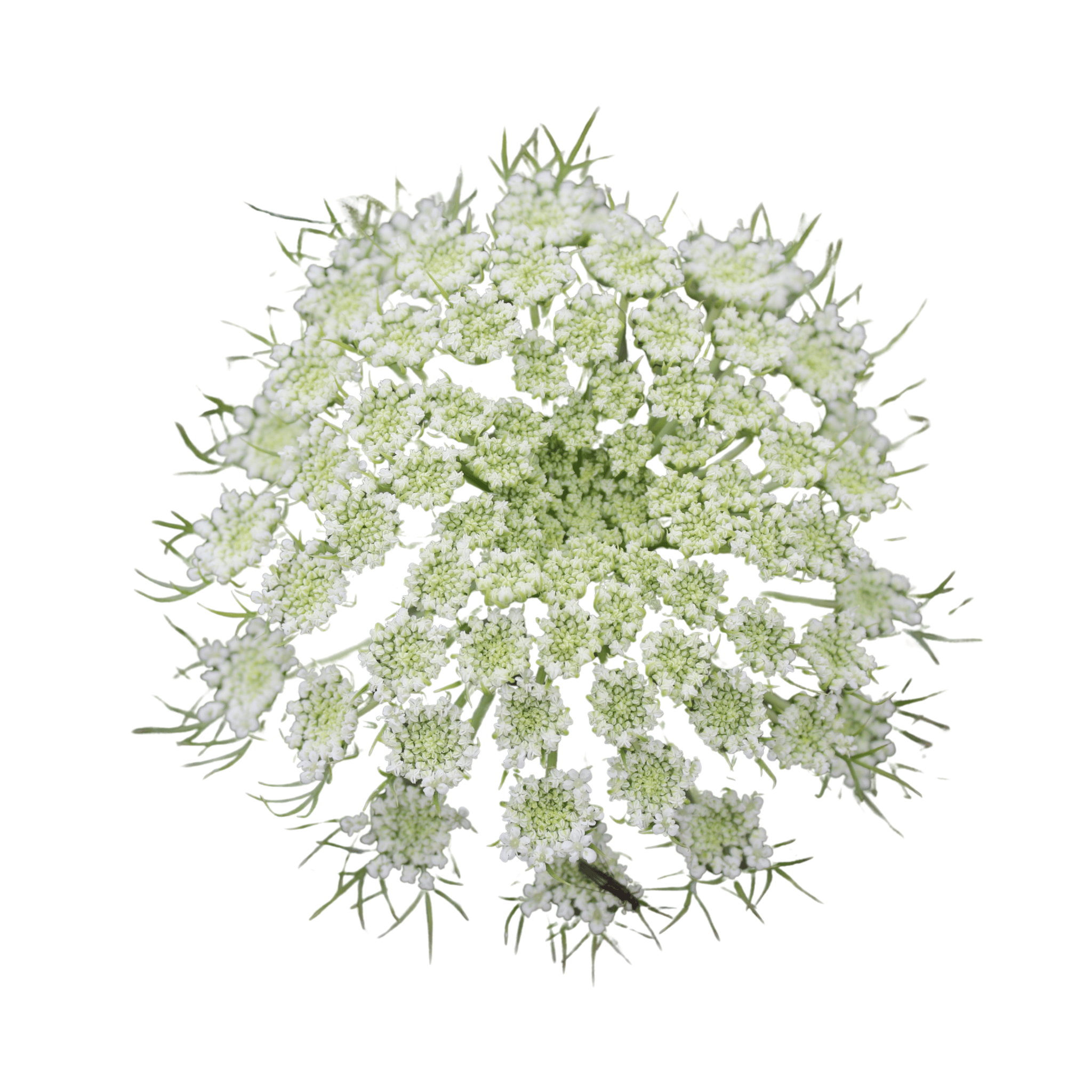 White carrot flowers on a white background