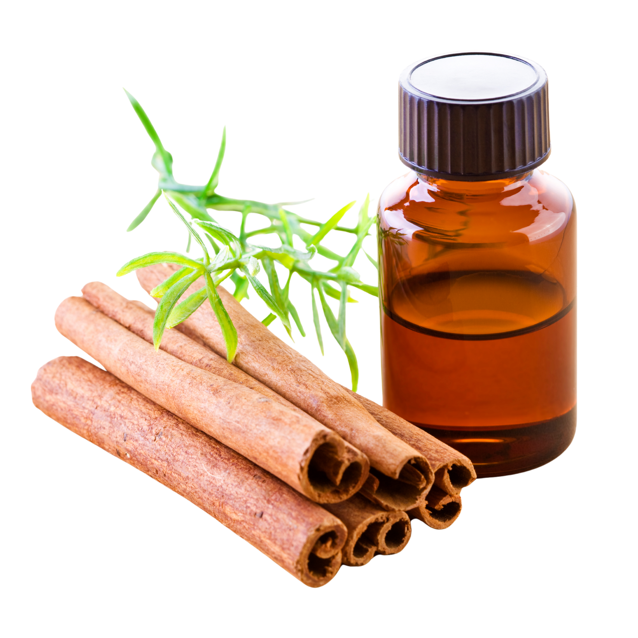 Bottle of essential oil with cinnamon sticks and a sprig of mint on a white background