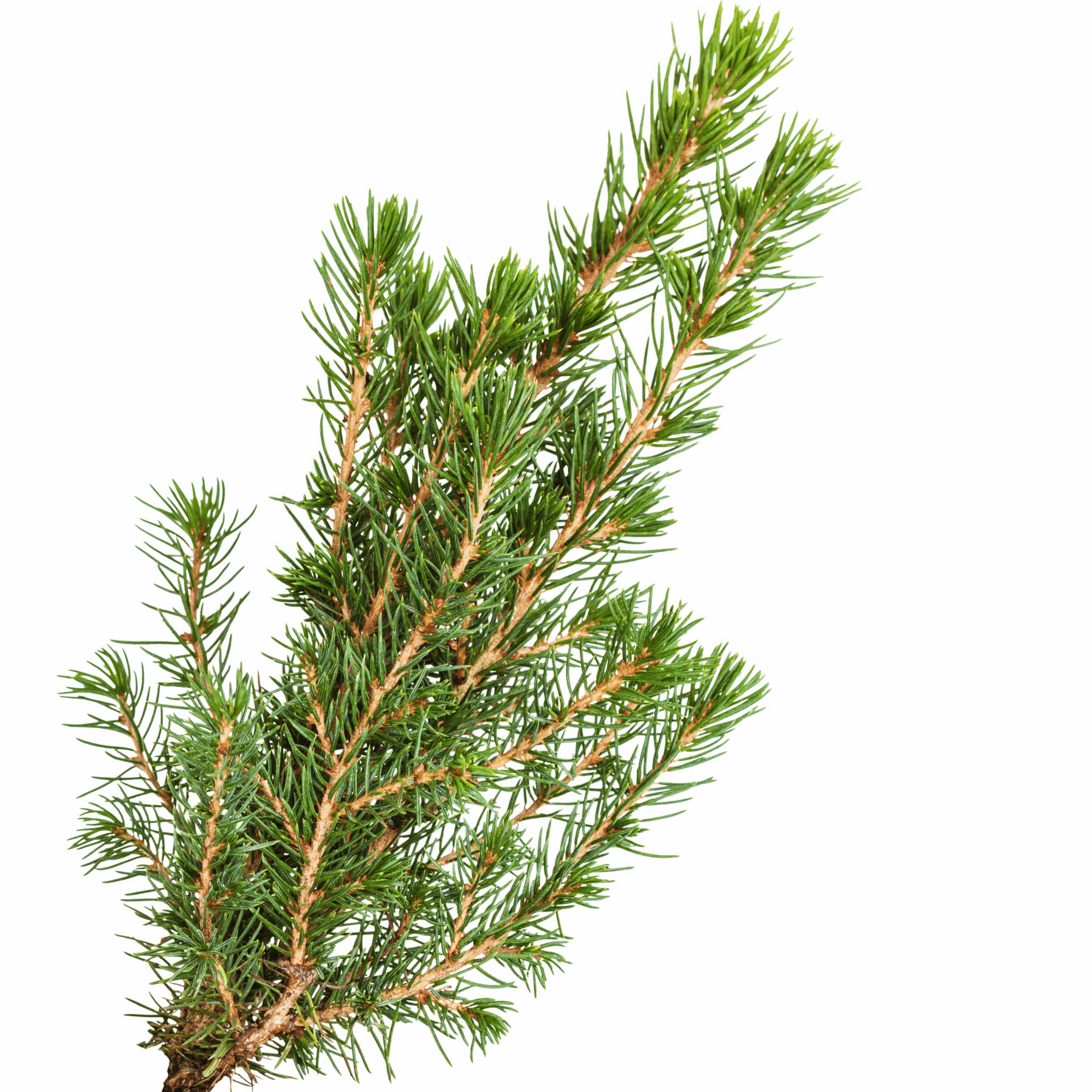 Siberian Fir branch on a white background