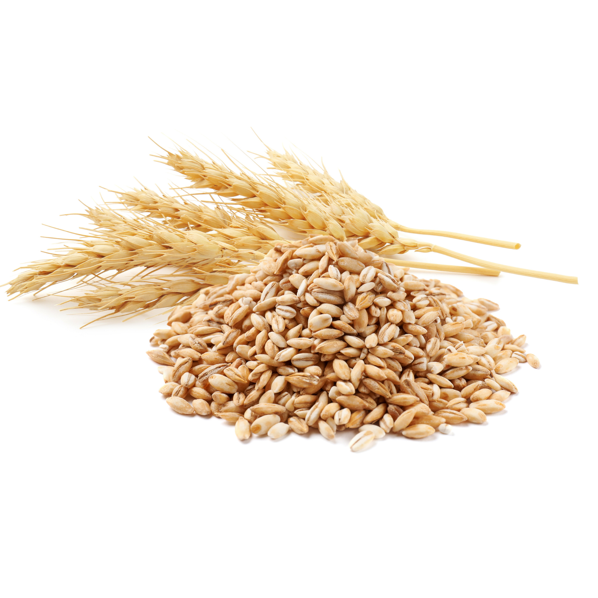 Wheat grains and wheat stalks on a white background