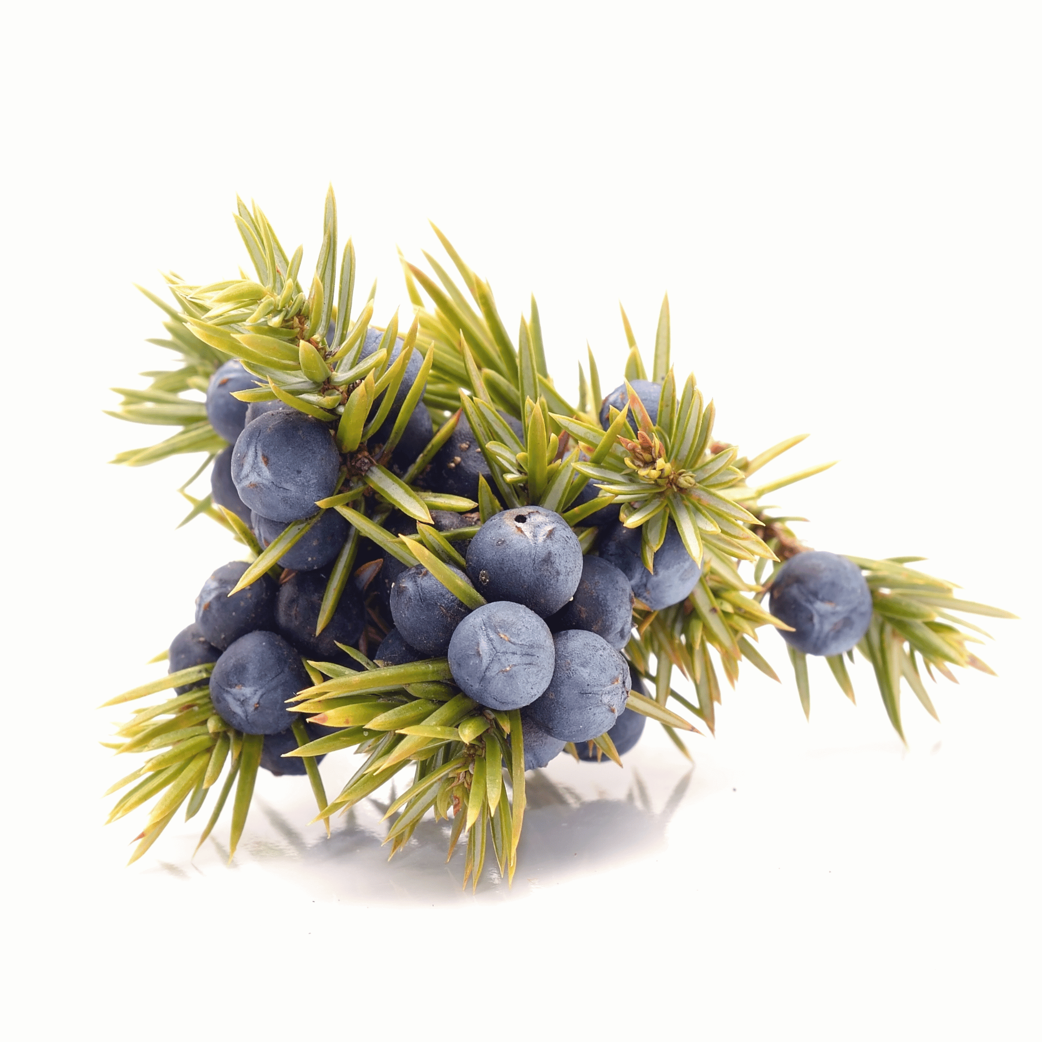 Branch of juniper berries with green needles on a white background