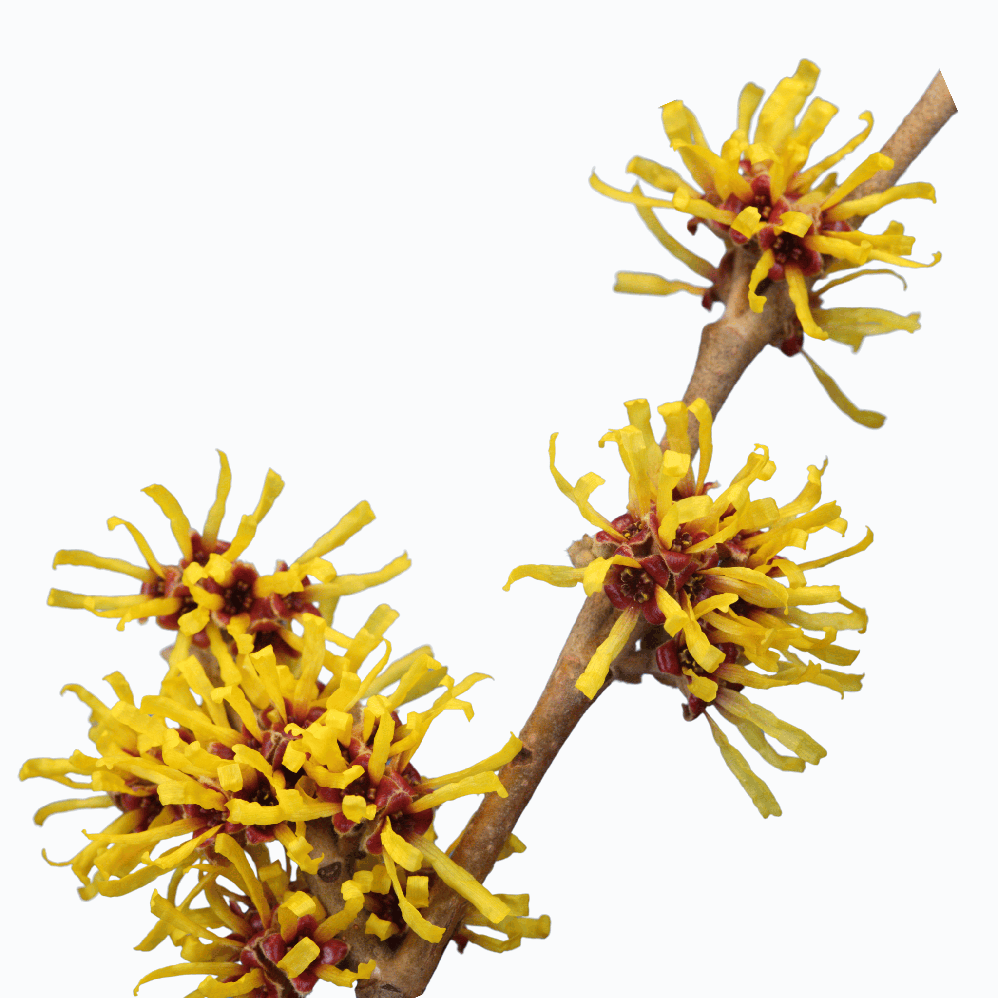 Close-up of a witch hazel branch with yellow flowers on a white background