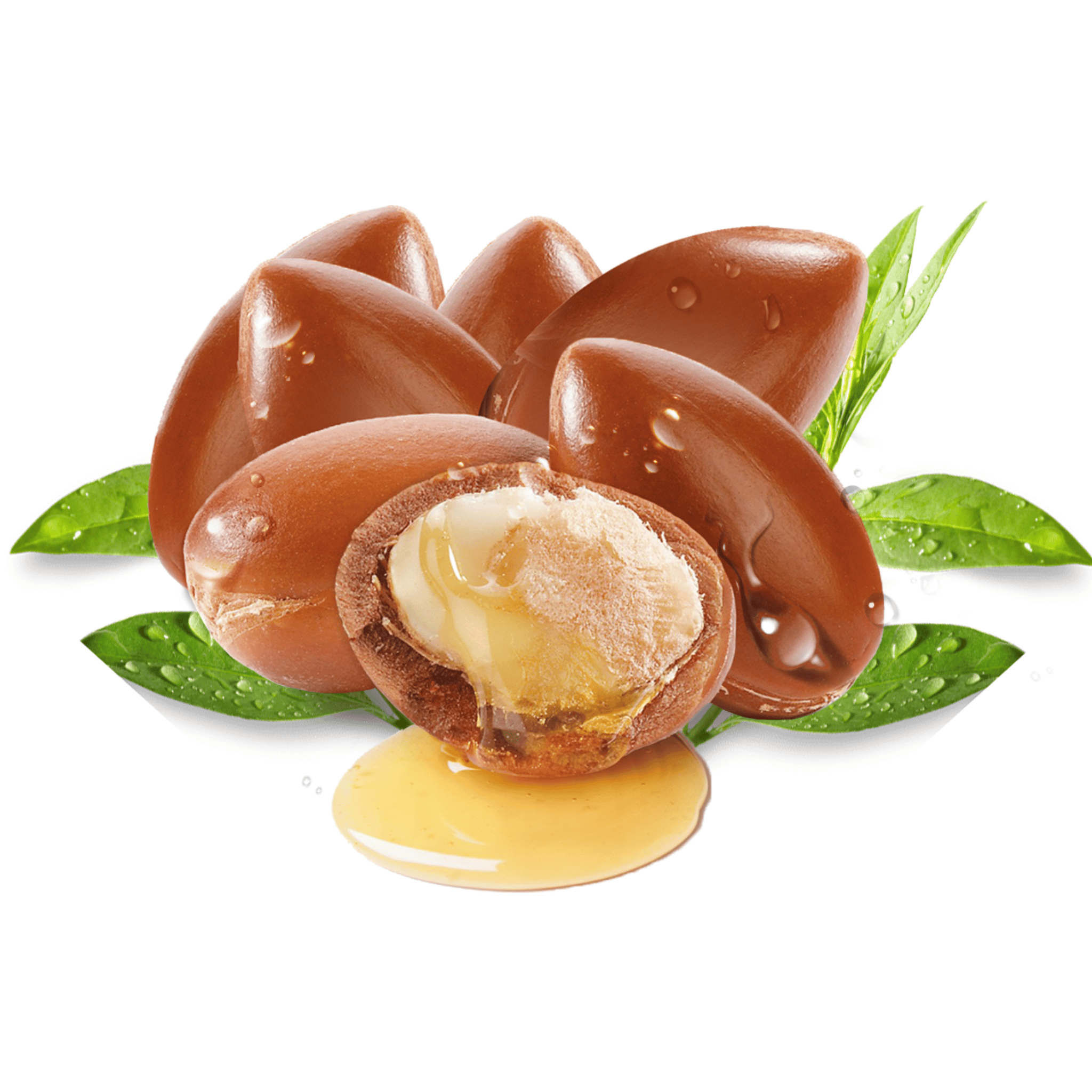 Argan nuts and leaves center on a white background with argan oil.