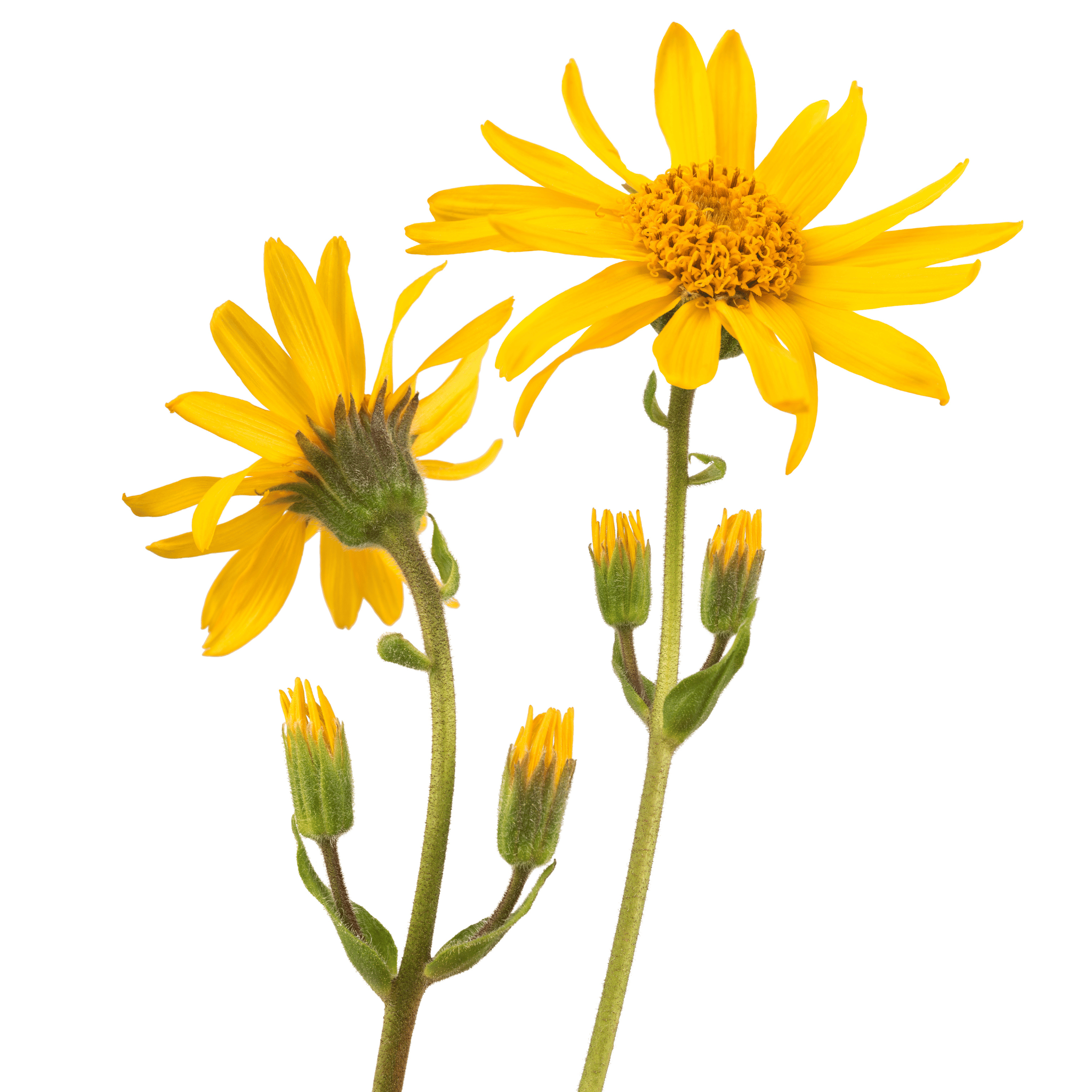 Two yellow arnica flowers with green stems on a white background