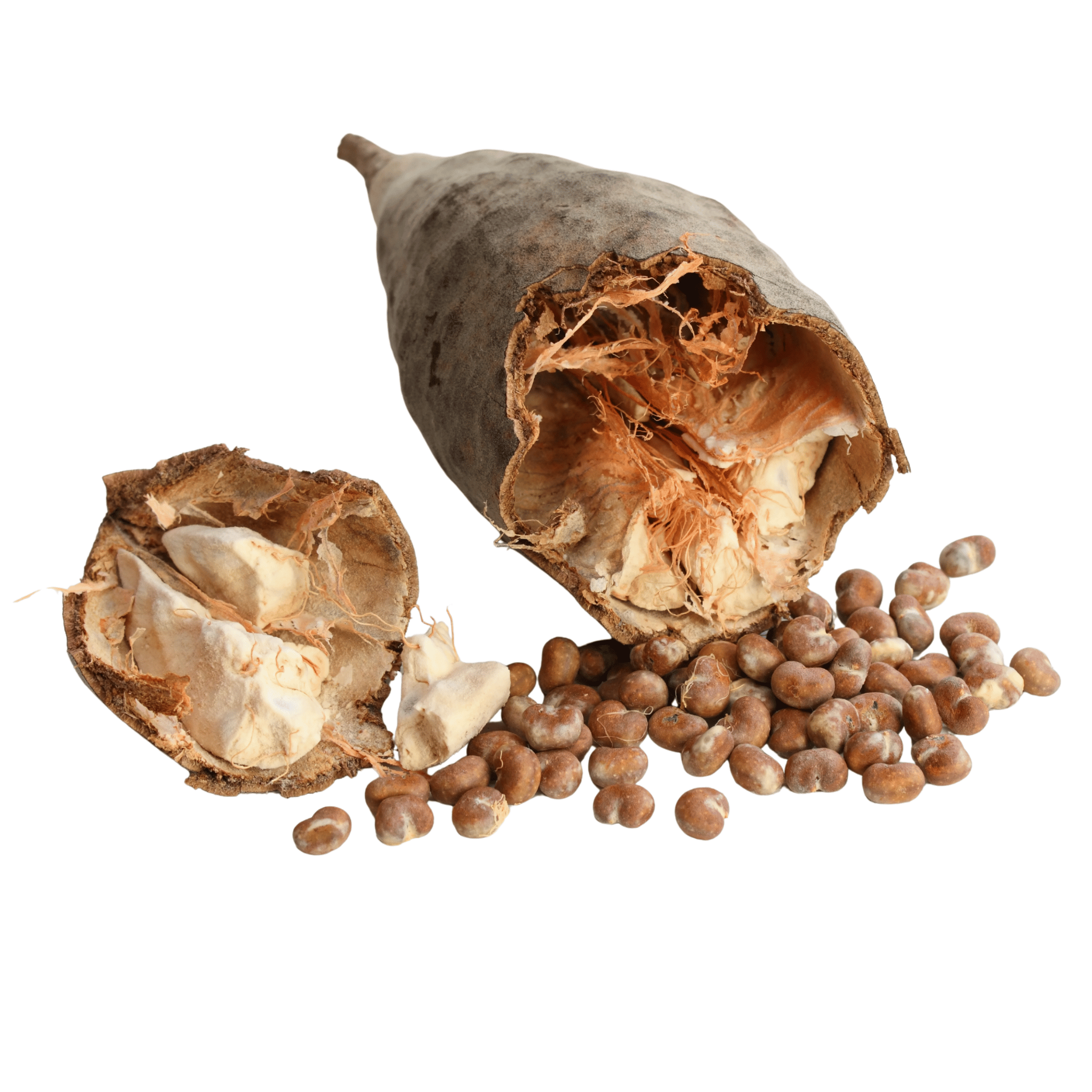 Split open baobab pod with seeds on a white background