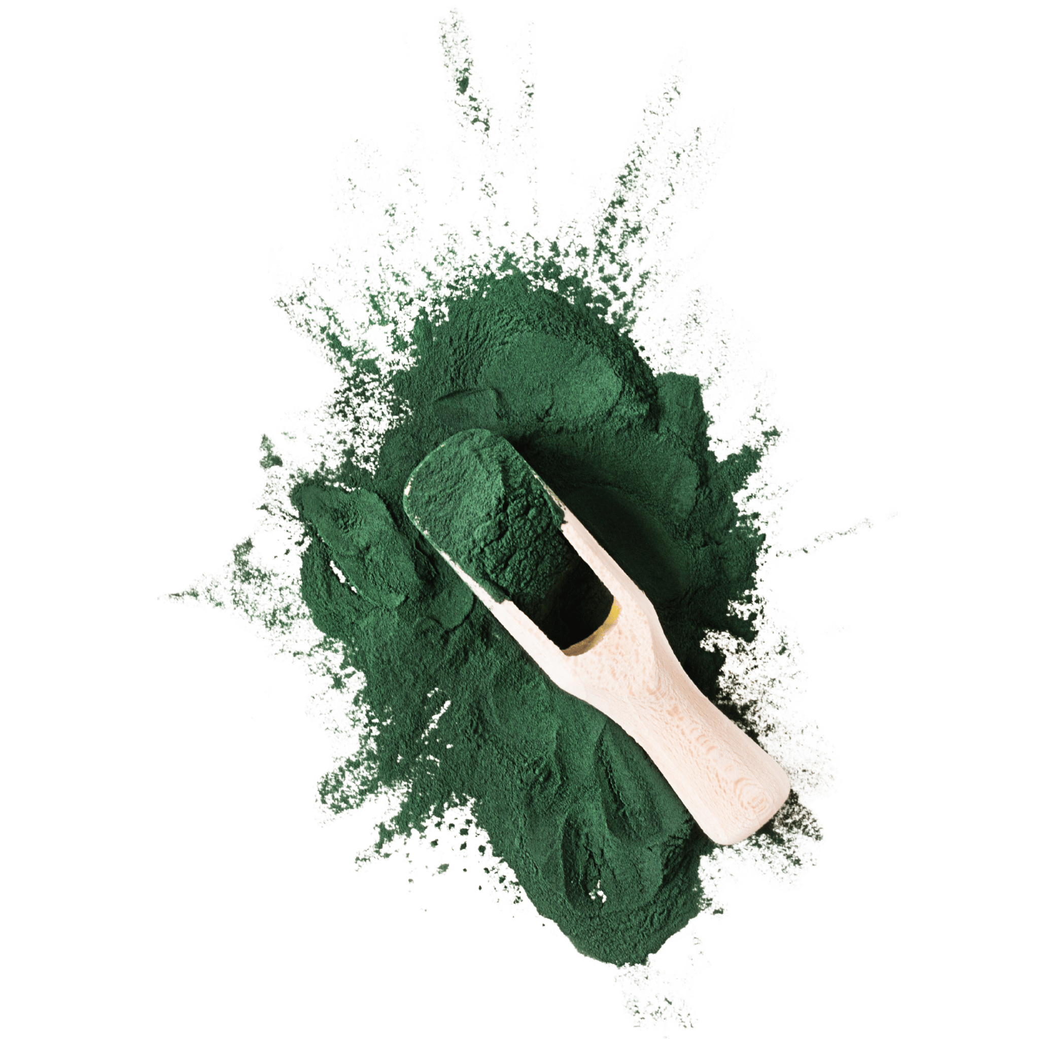 Wooden scoop filled with blue-green algae powder on a white background