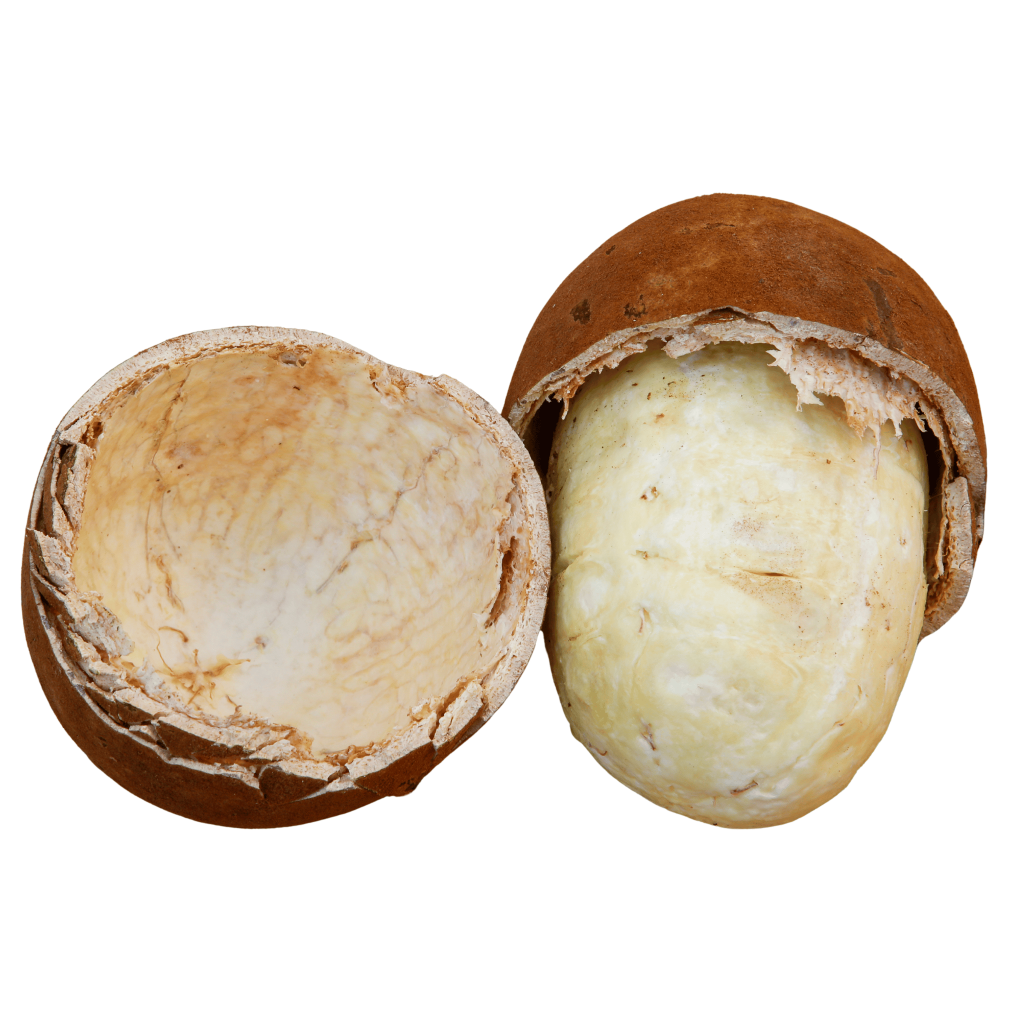 Cupuacu split open on a white background