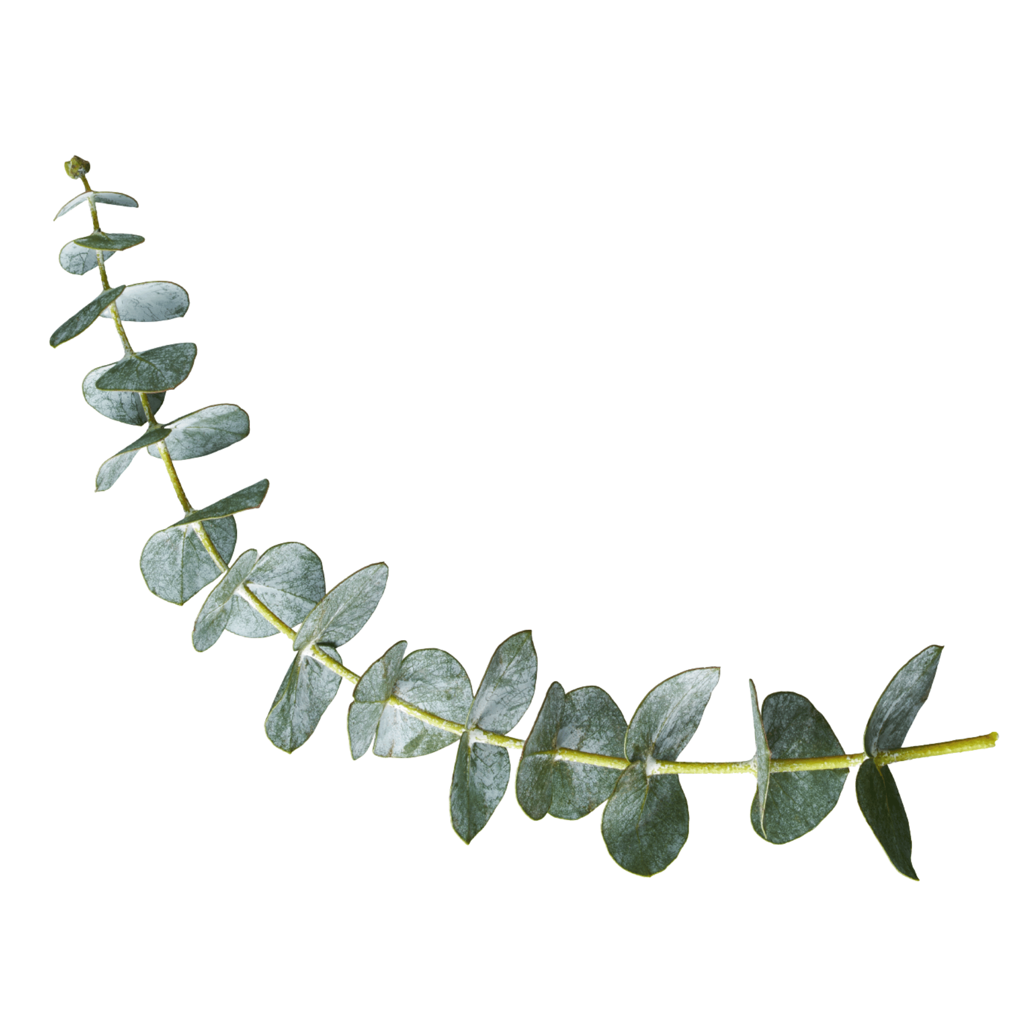 Eucalyptus branch on a white background