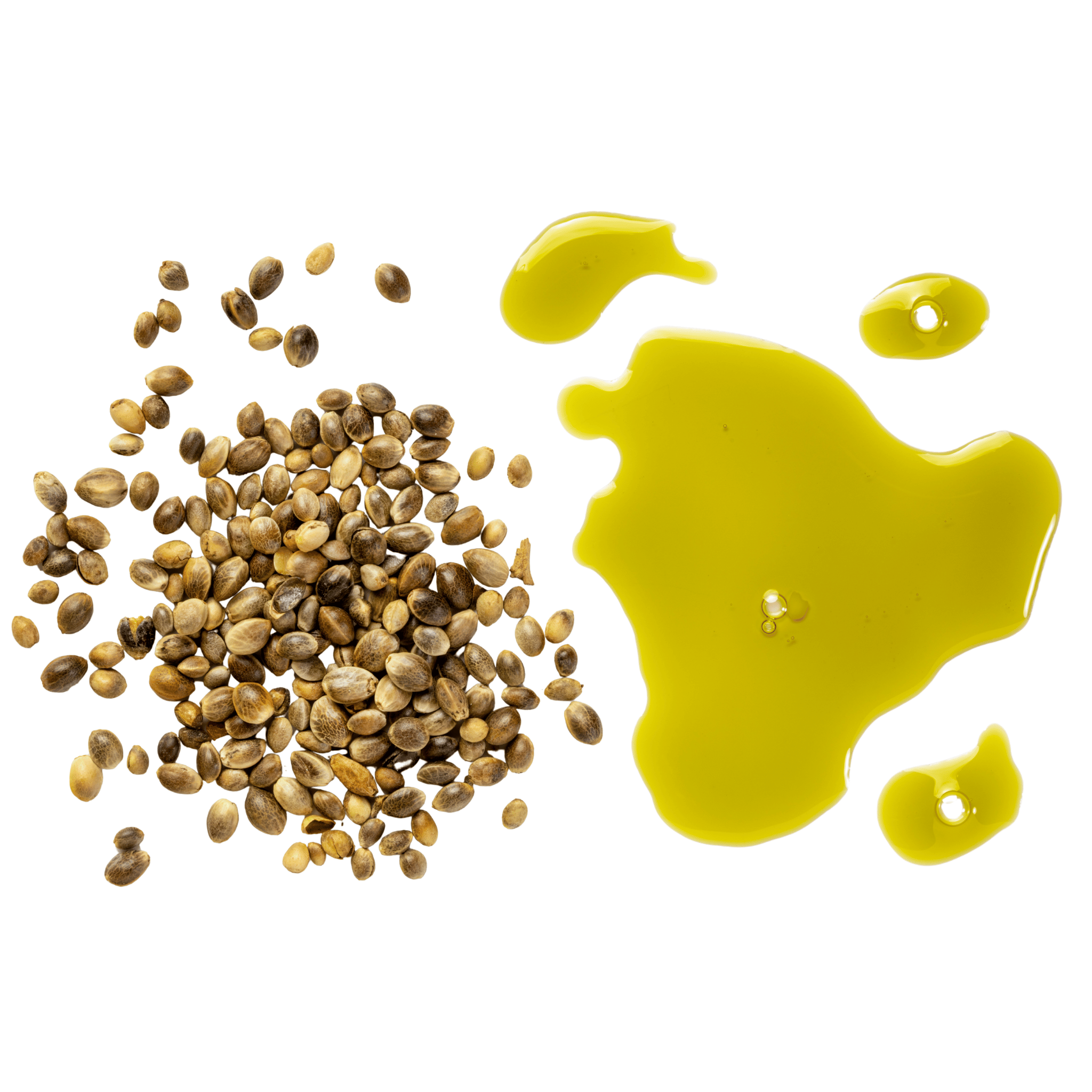 Hemp seeds and hemp oil on a white background