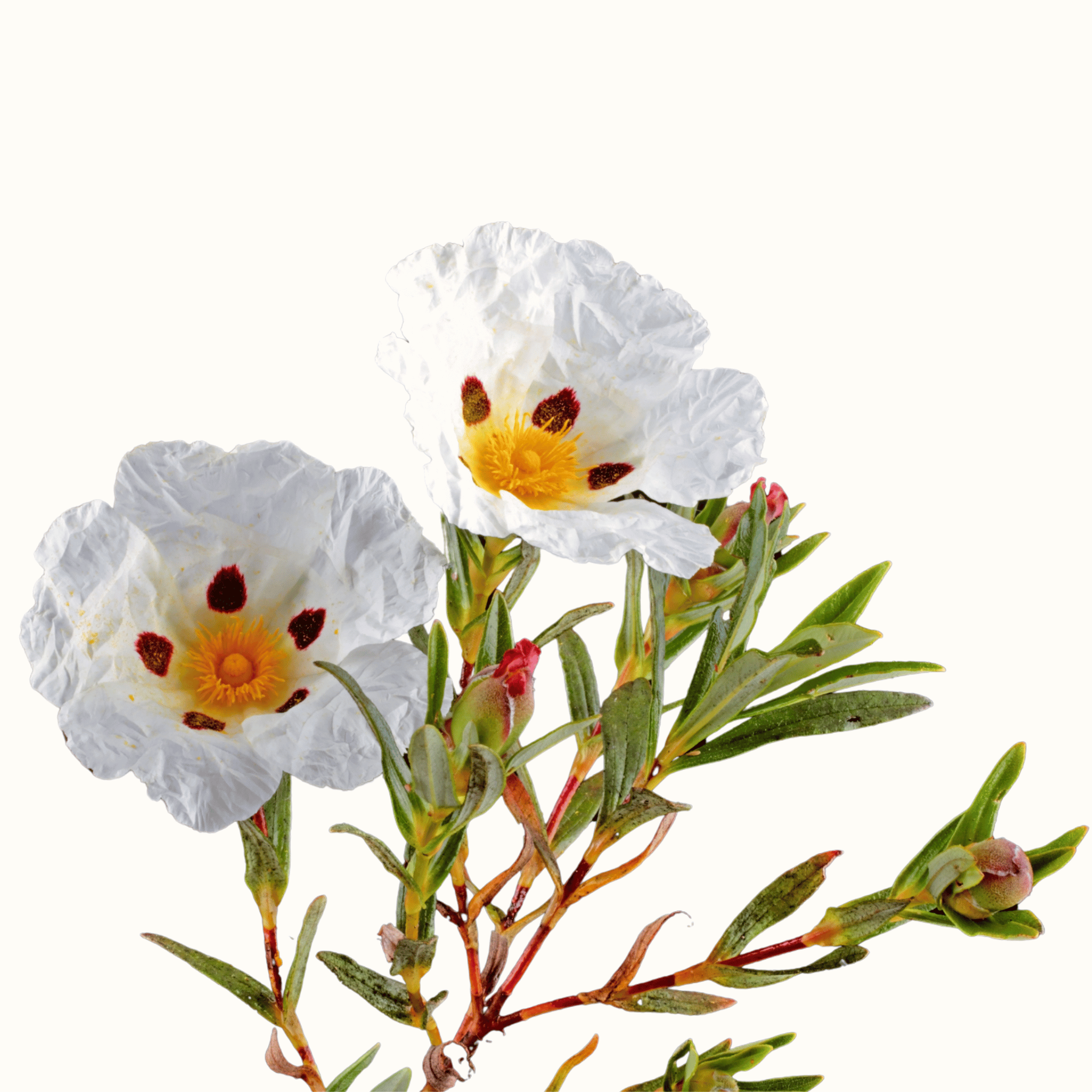 White rock rose flowers with leaves on stems on white background.