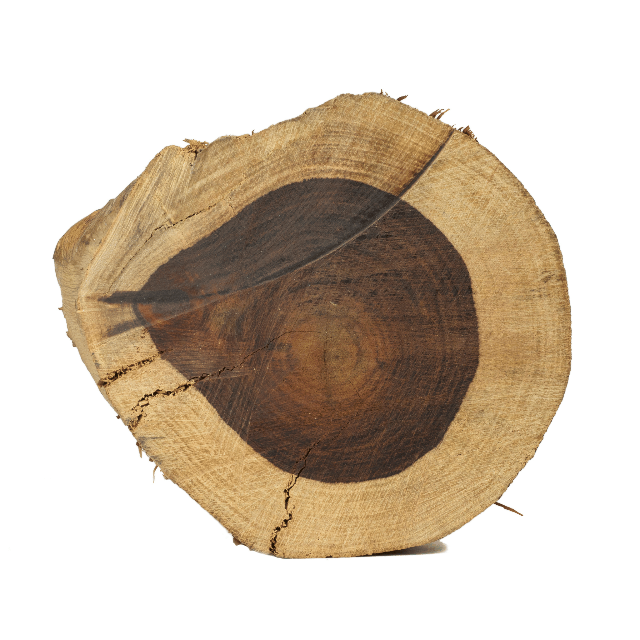 Cross-section of a rosewood tree trunk on a white background