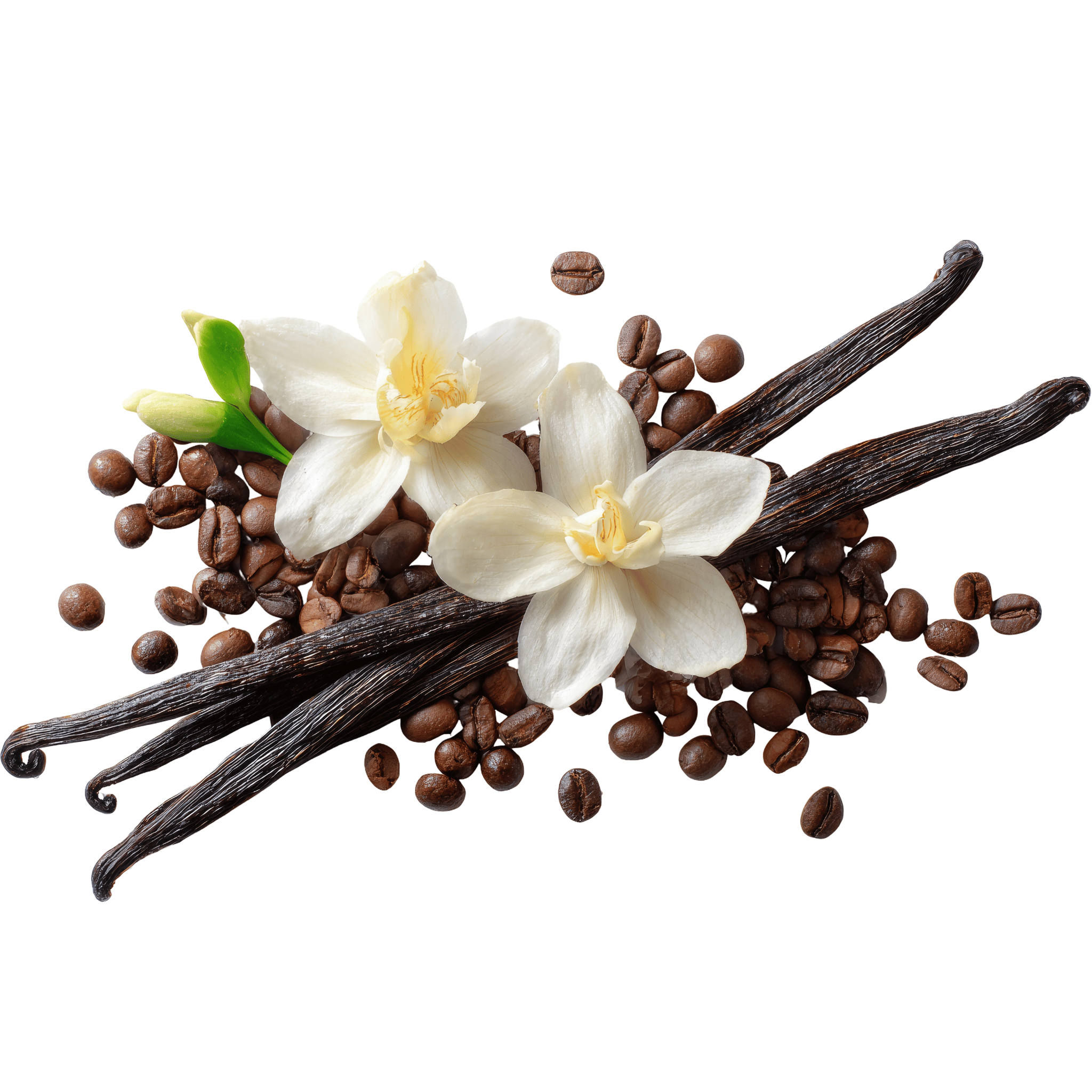 Vanilla beans and flowers with coffee beans on a white background