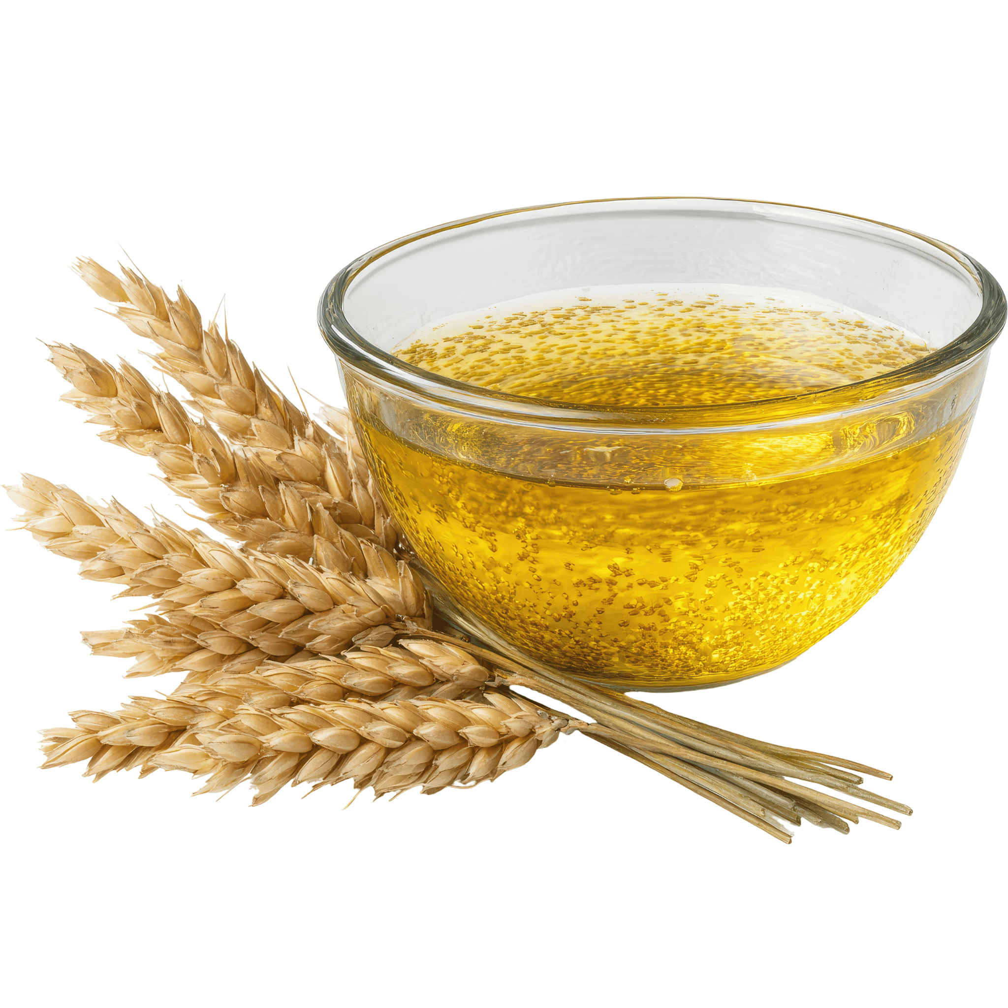 Glass bowl of wheat germ oil with wheat stalks on a white background