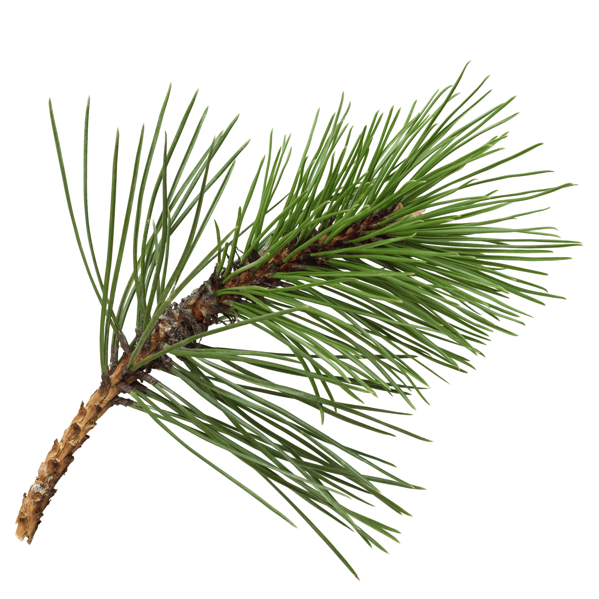 Pine branch with green needles on a white background