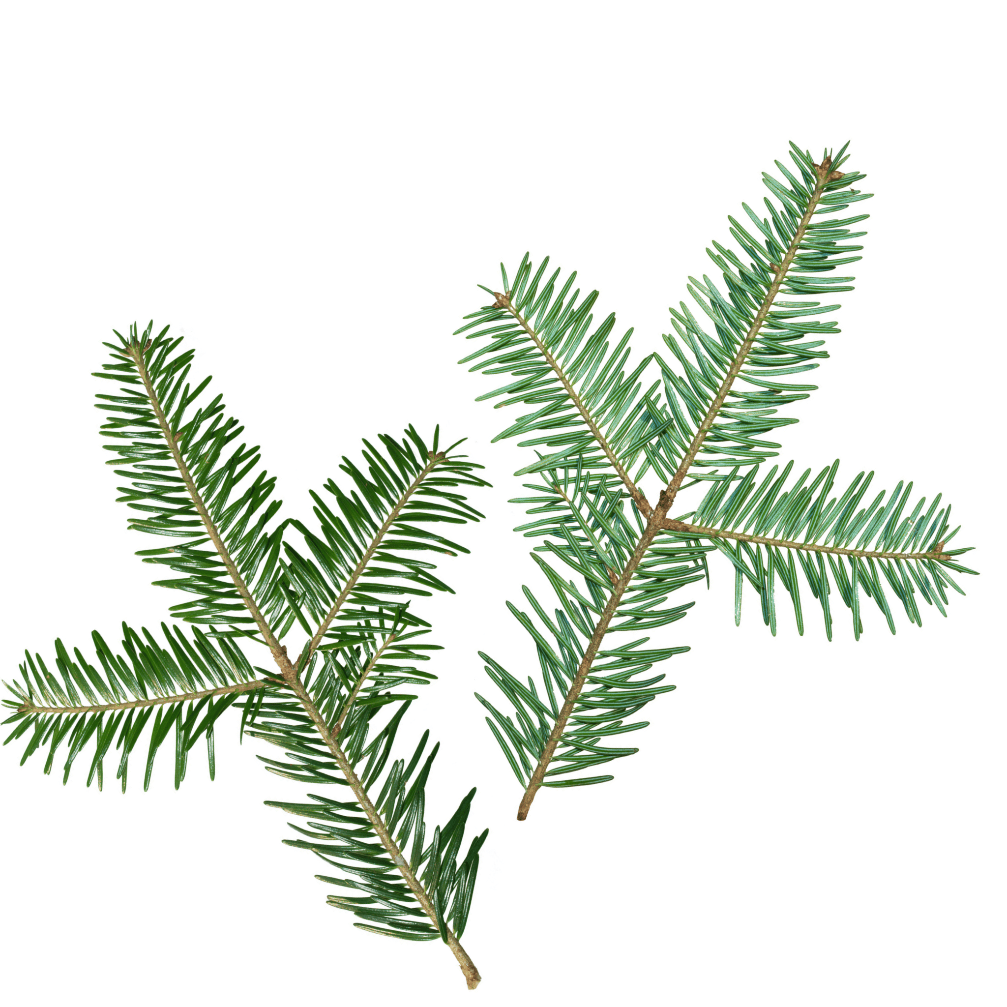 Two black spruce branches on a white background