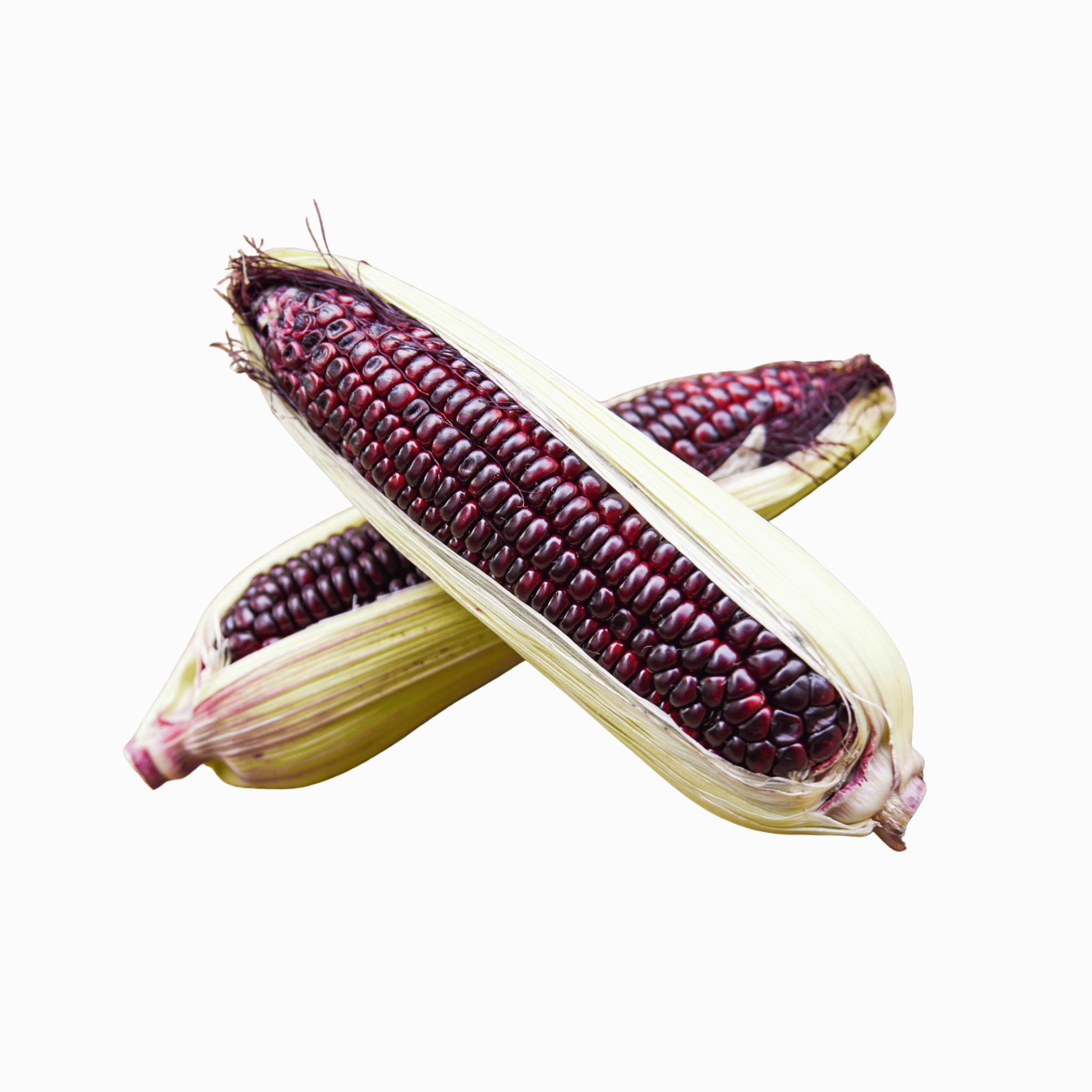 Blue corn on the cob with a white background