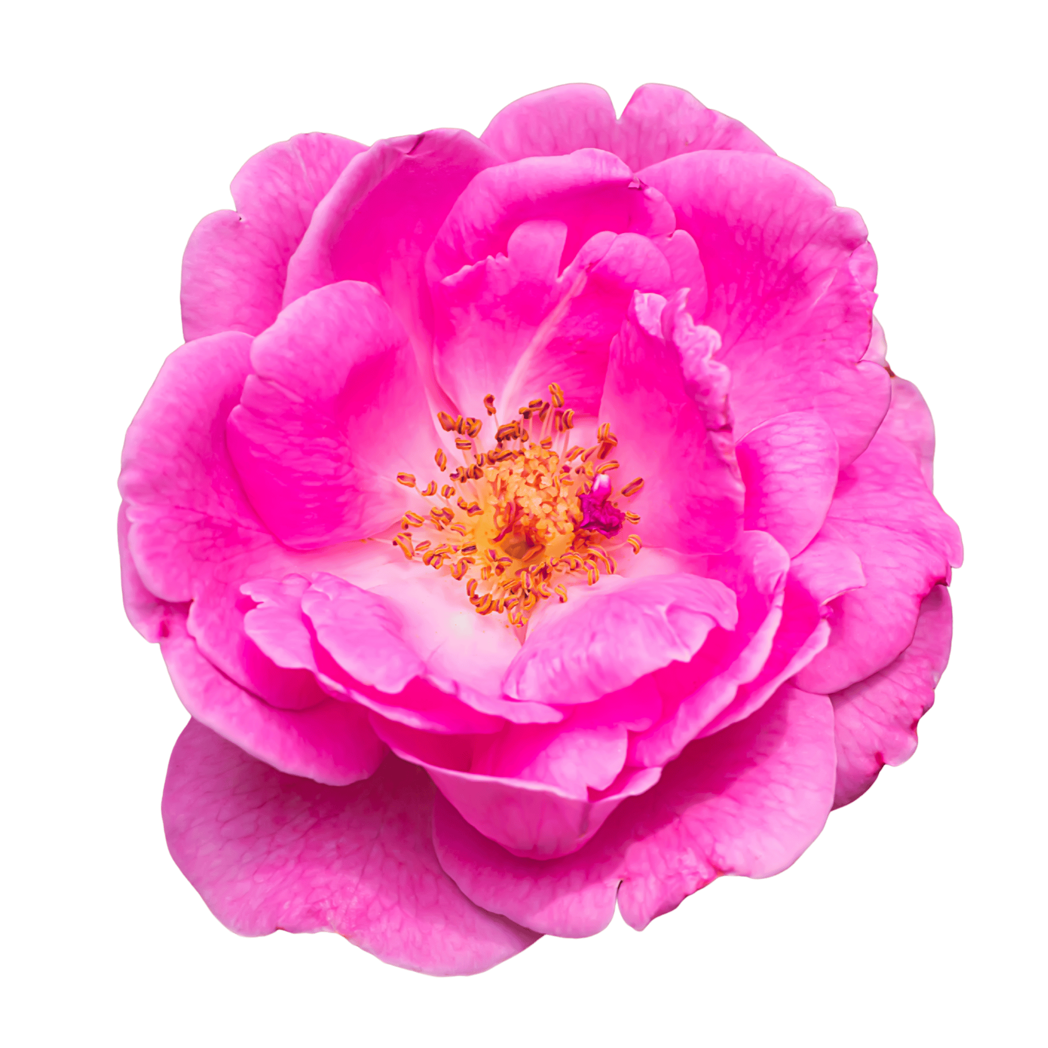Close-up of a damascus rose with a white background