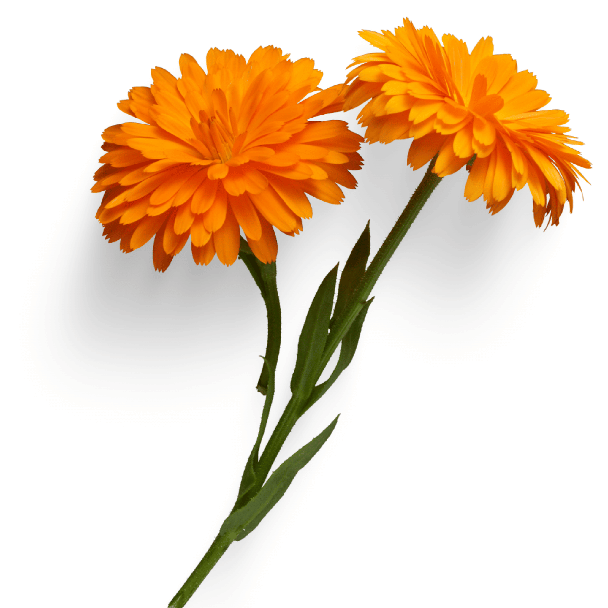 Two bright orange calendula flowers with green stems on a white background