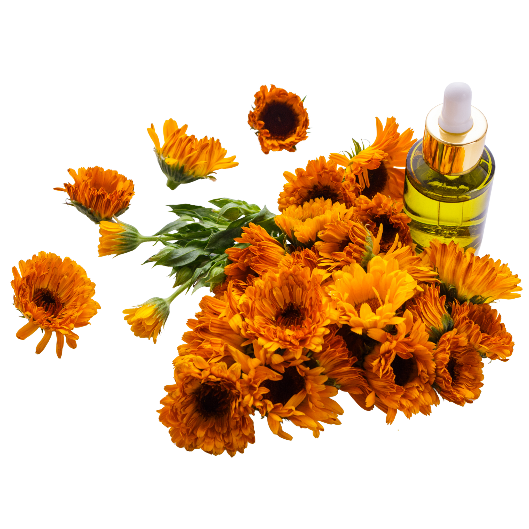 Bouquet of calendula flowers with a bottle of essential oil on a white background