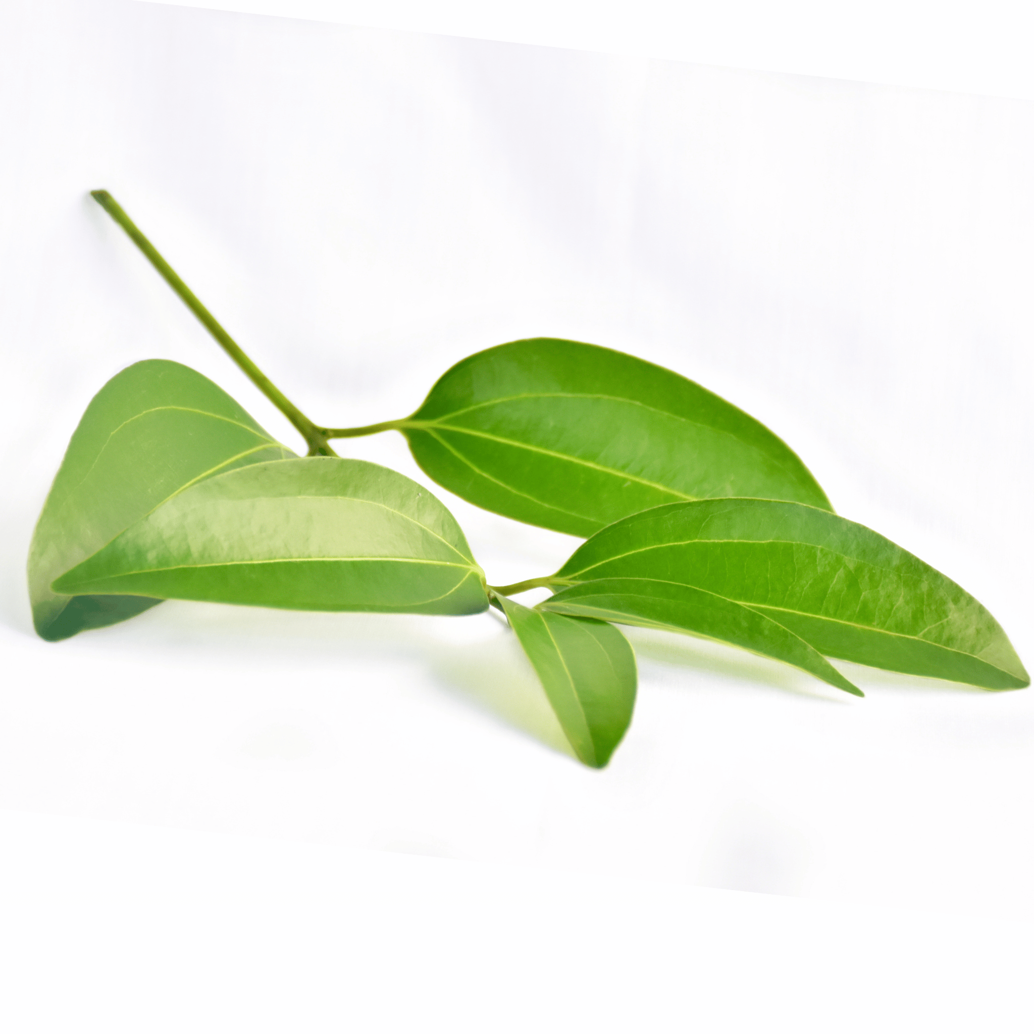 Cinnamon leaves on a white background