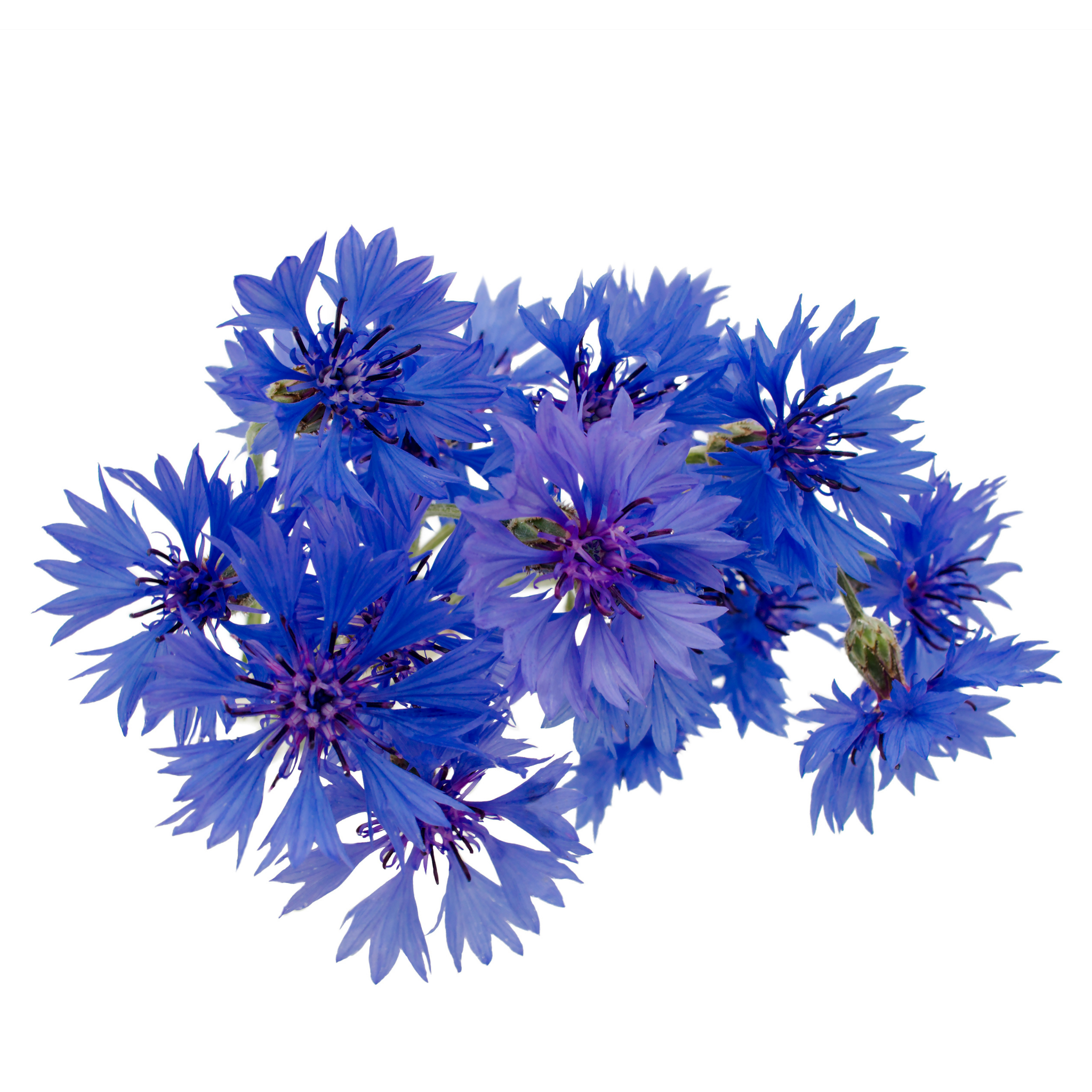 Blue cornflower bouquet on a white background