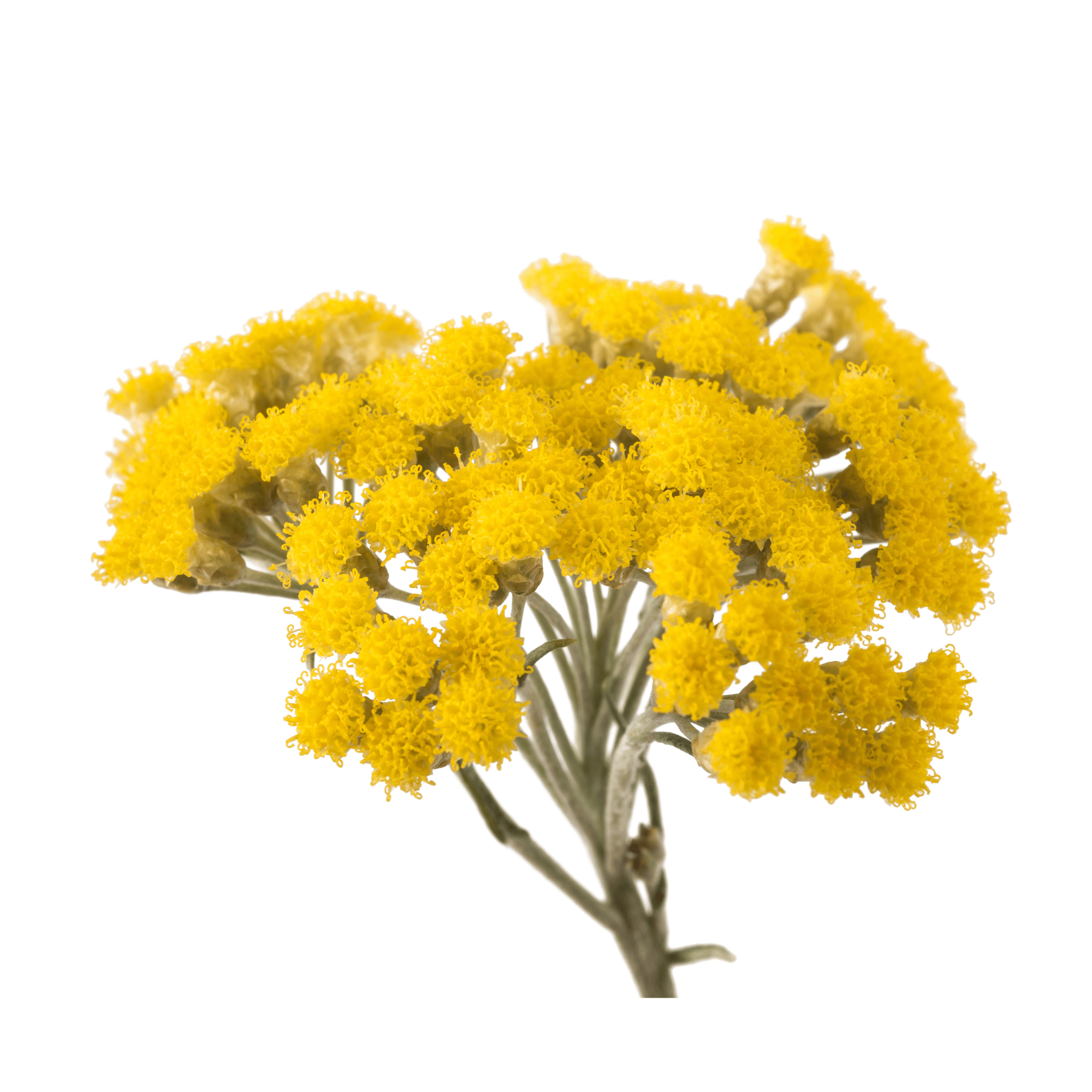 Bouquet of yellow helichrysm flowers on a white background