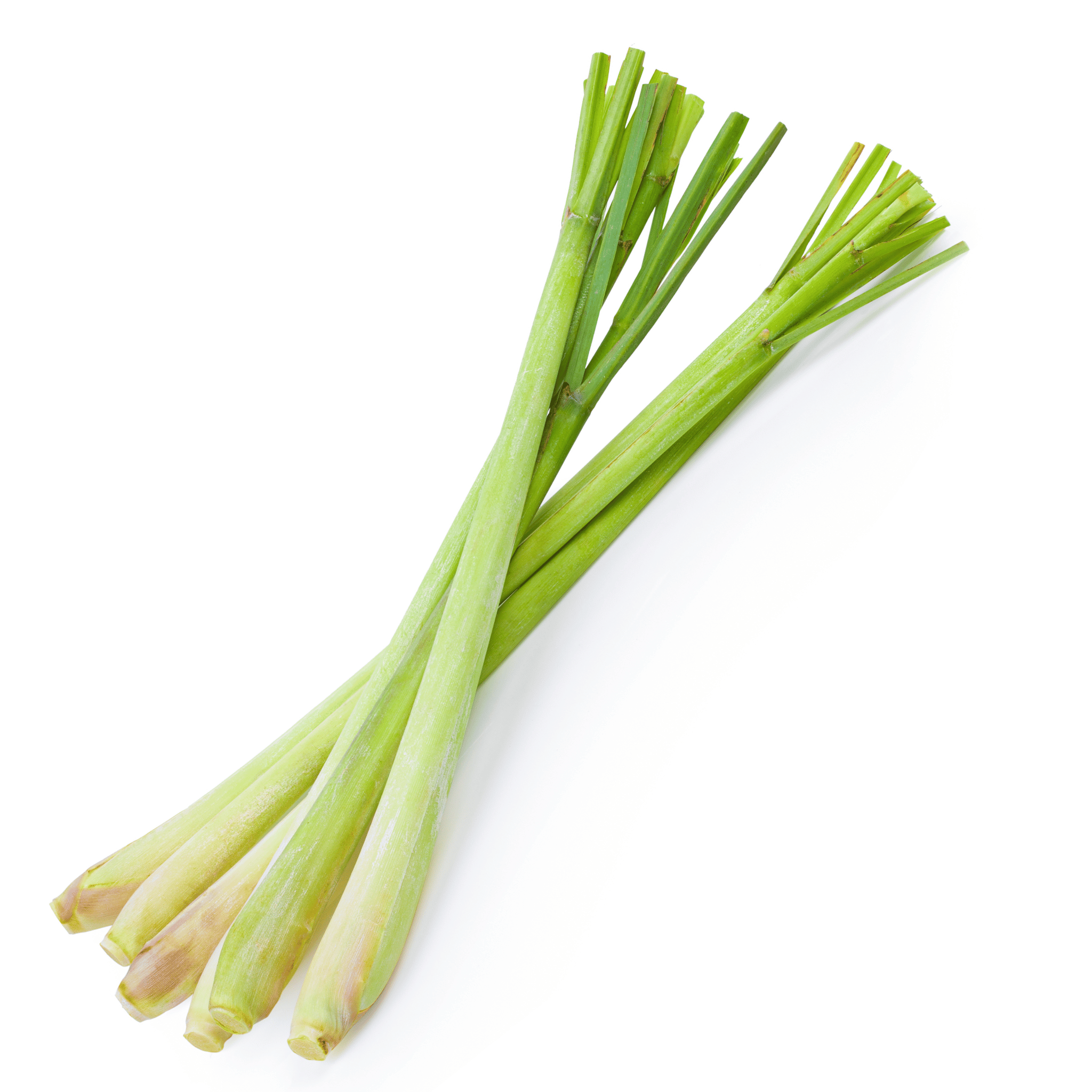 Bunch of lemongrass on white background.