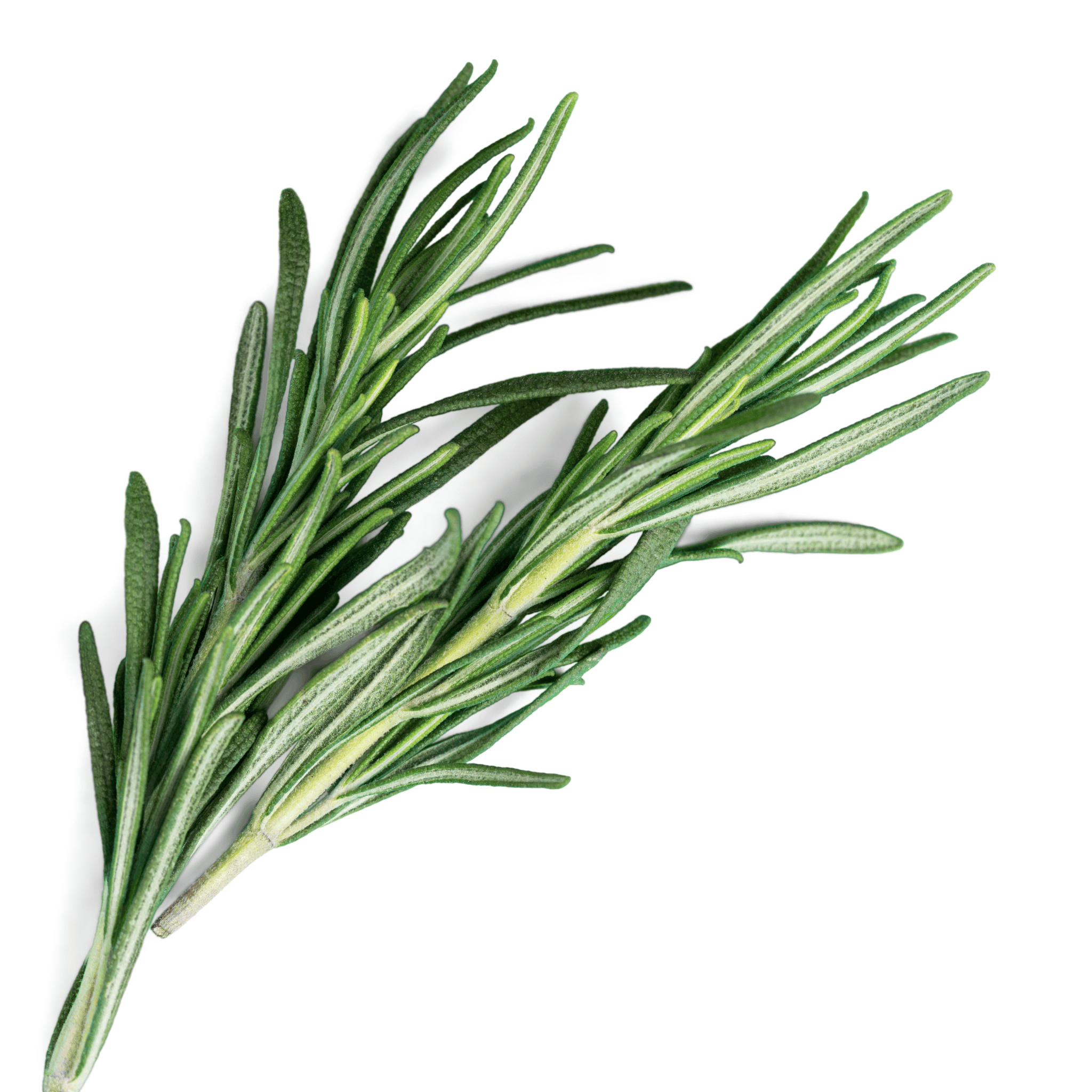 Fresh rosemary branch on a white background