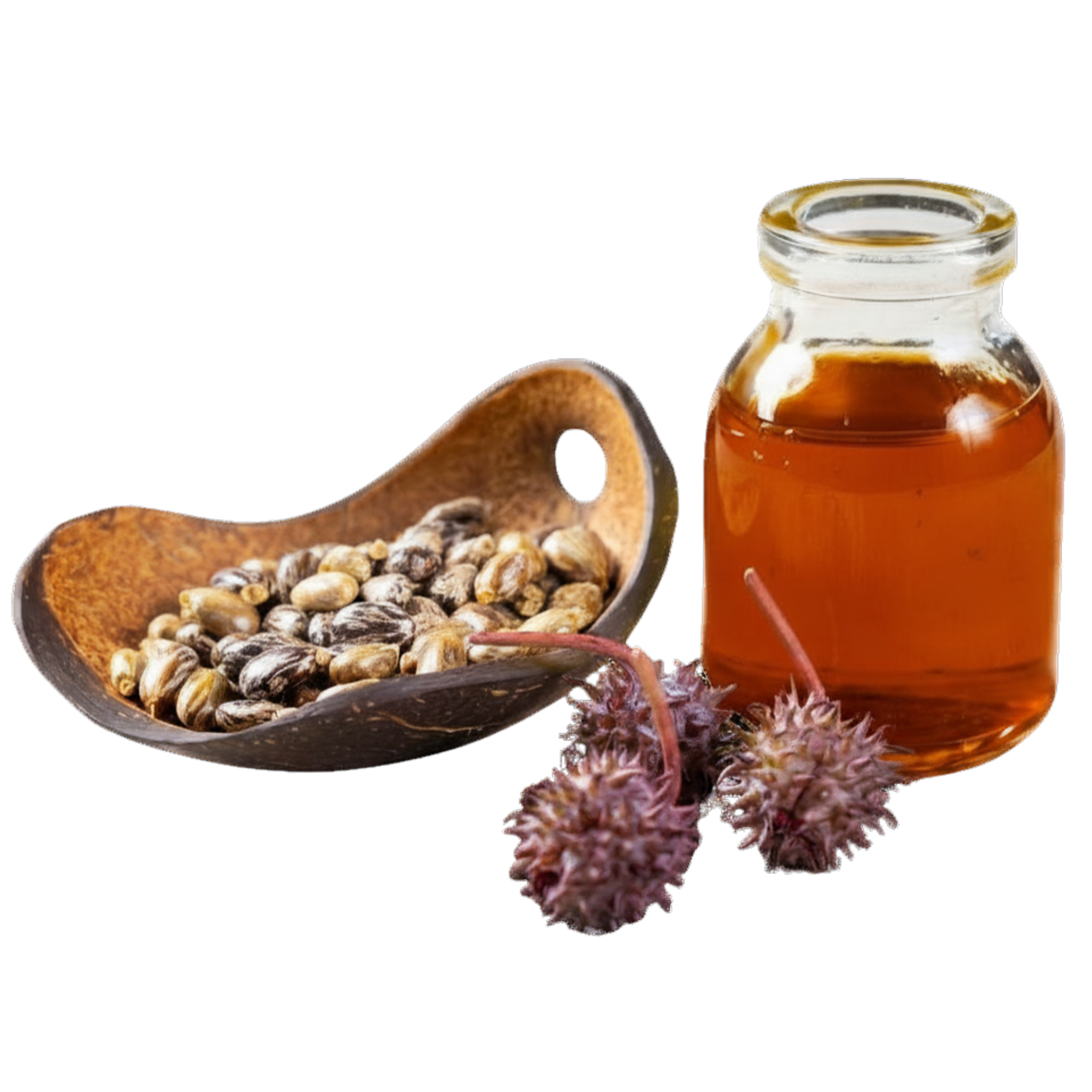 Castor beans in a bowl next to  castor pods and a bottle of sulfated castor oil