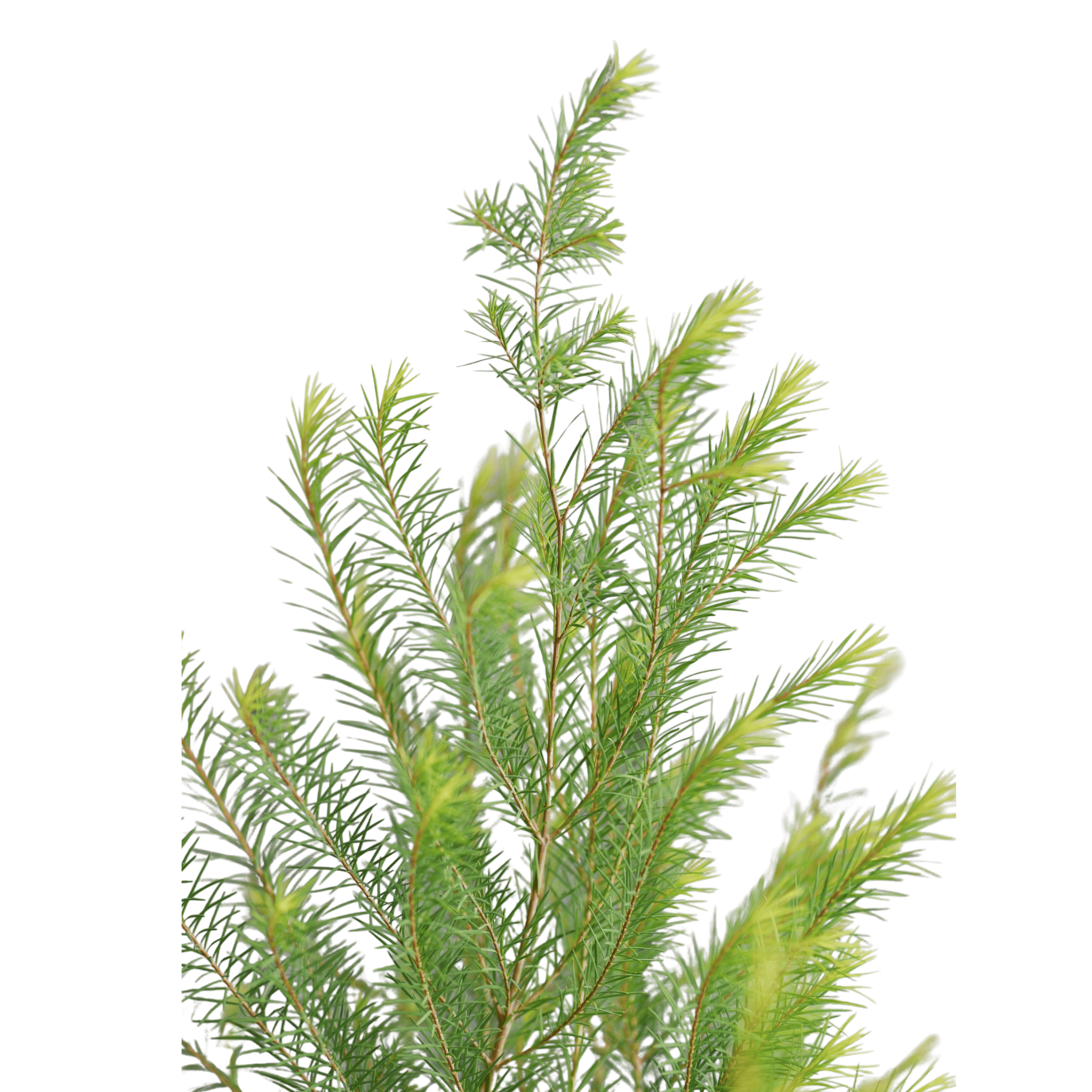 Tea Tree branch on a white background