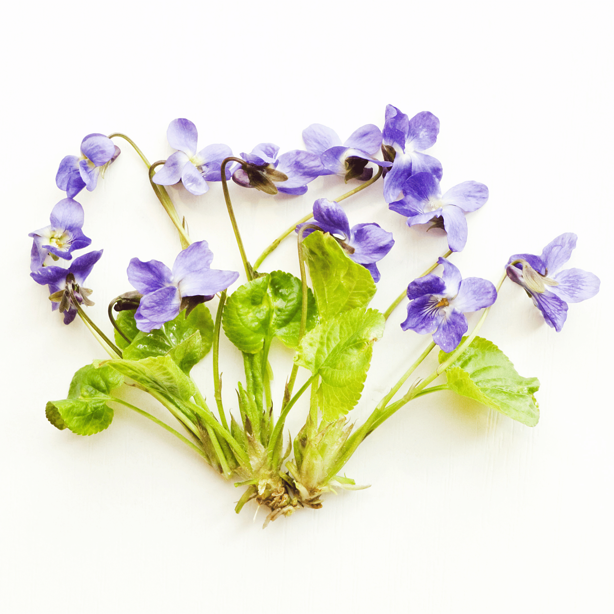 Violets with green leaves on a white background
