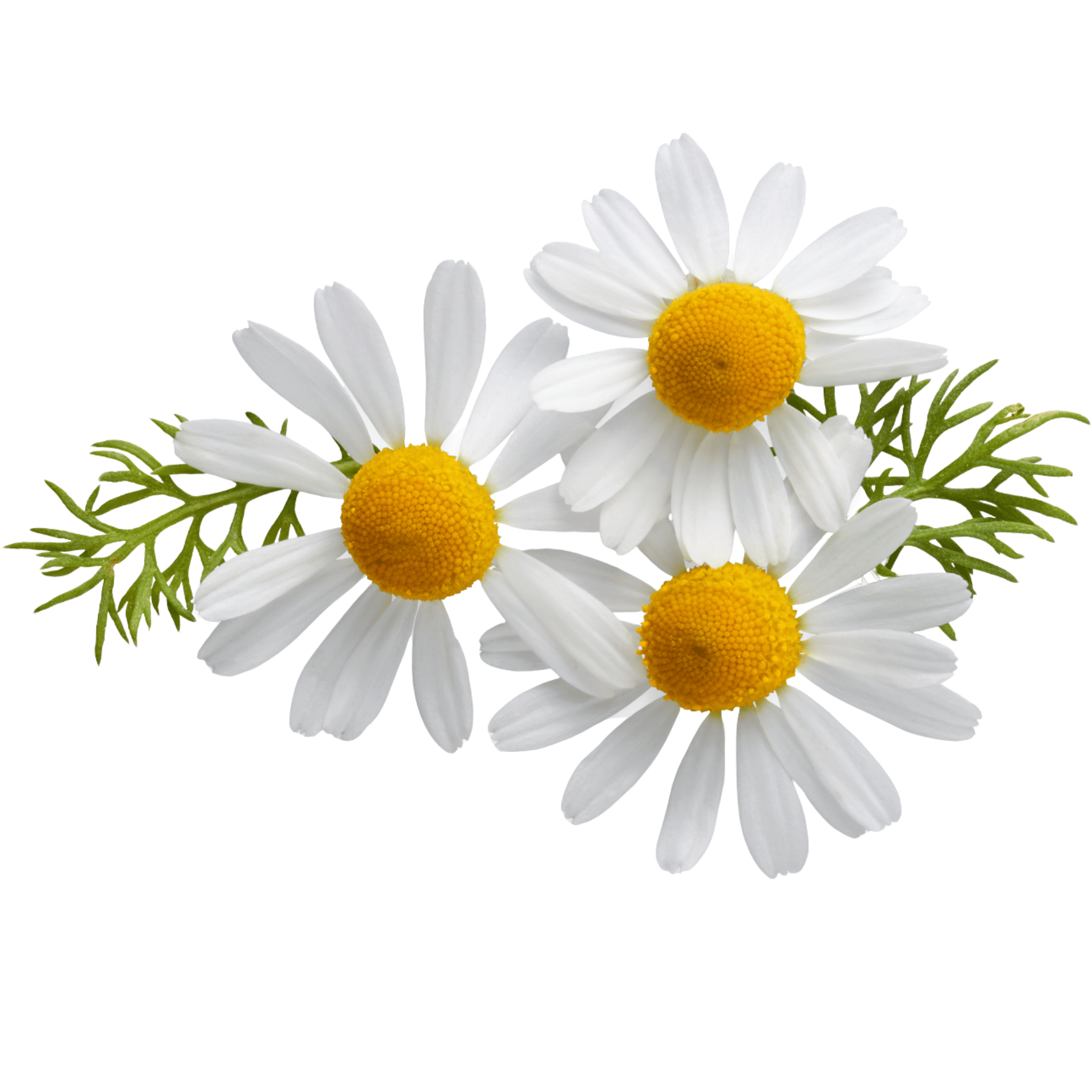Three white chamomile flowers with yellow centers on a white background