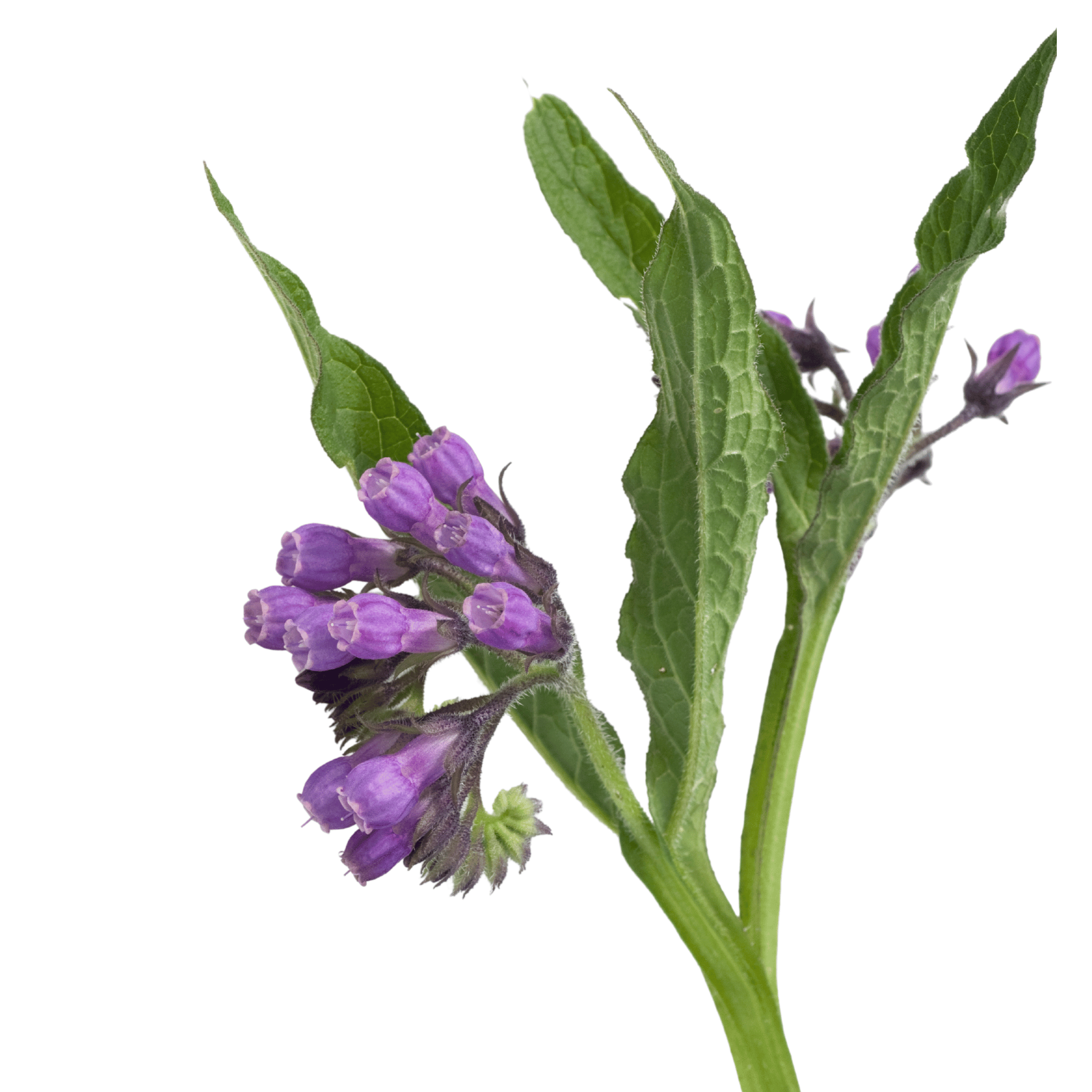 Purple comfrey flowers with green leaves on a white background