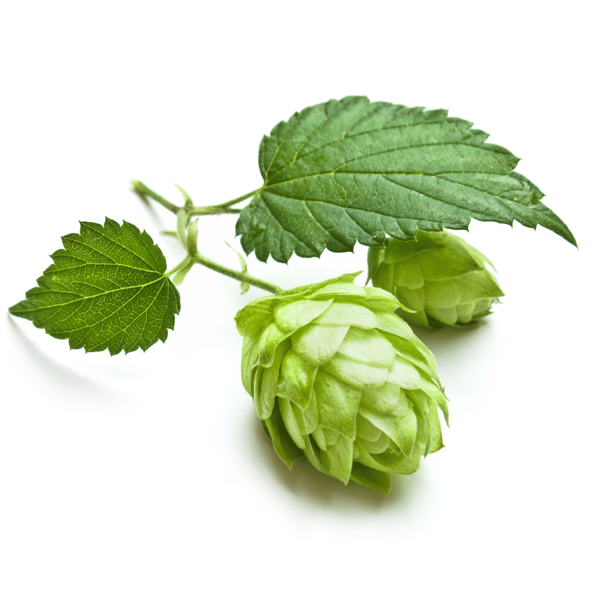 Two green hops with leaves on a white background