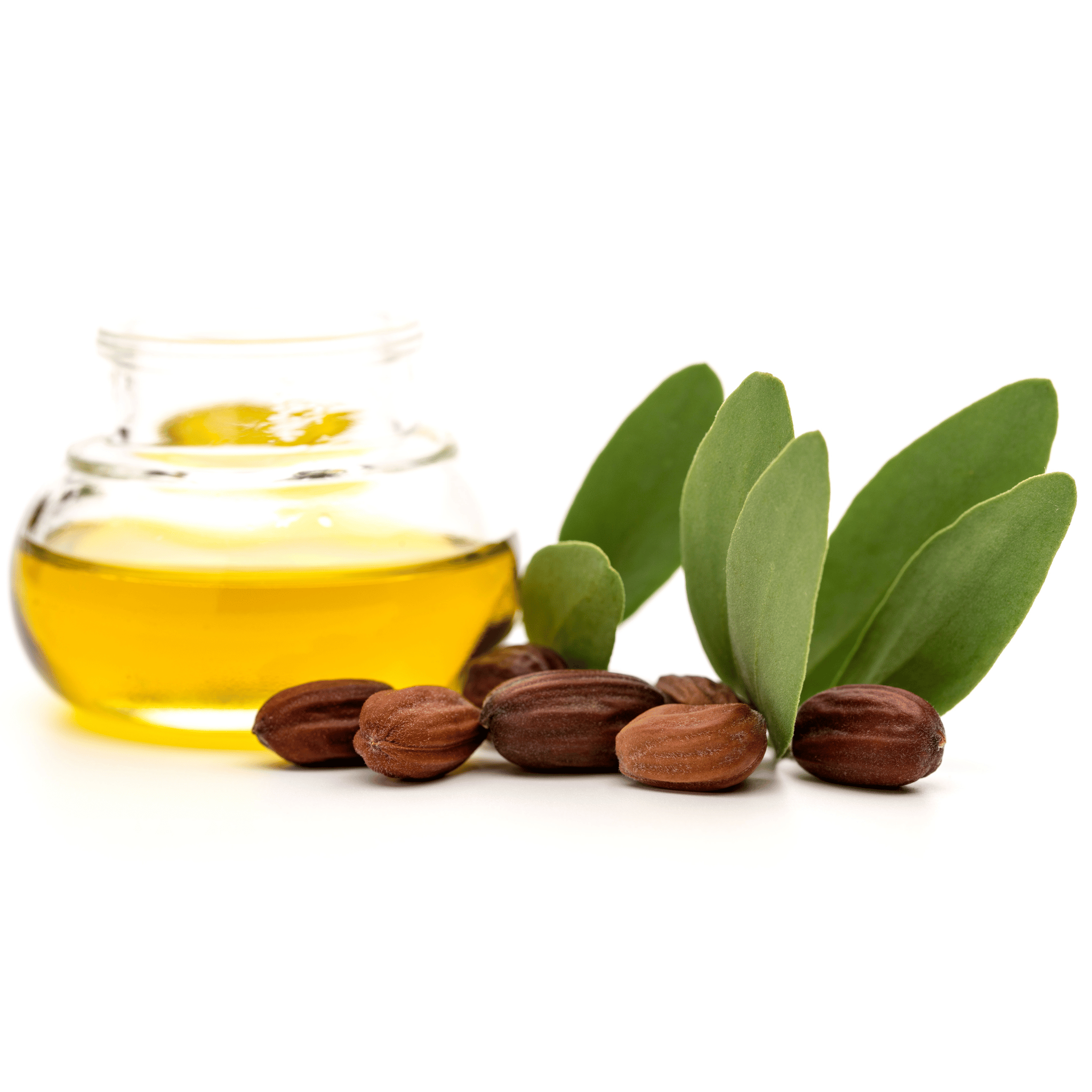 Glass jar of jojoba with jojpba nuts and leaves on a white background