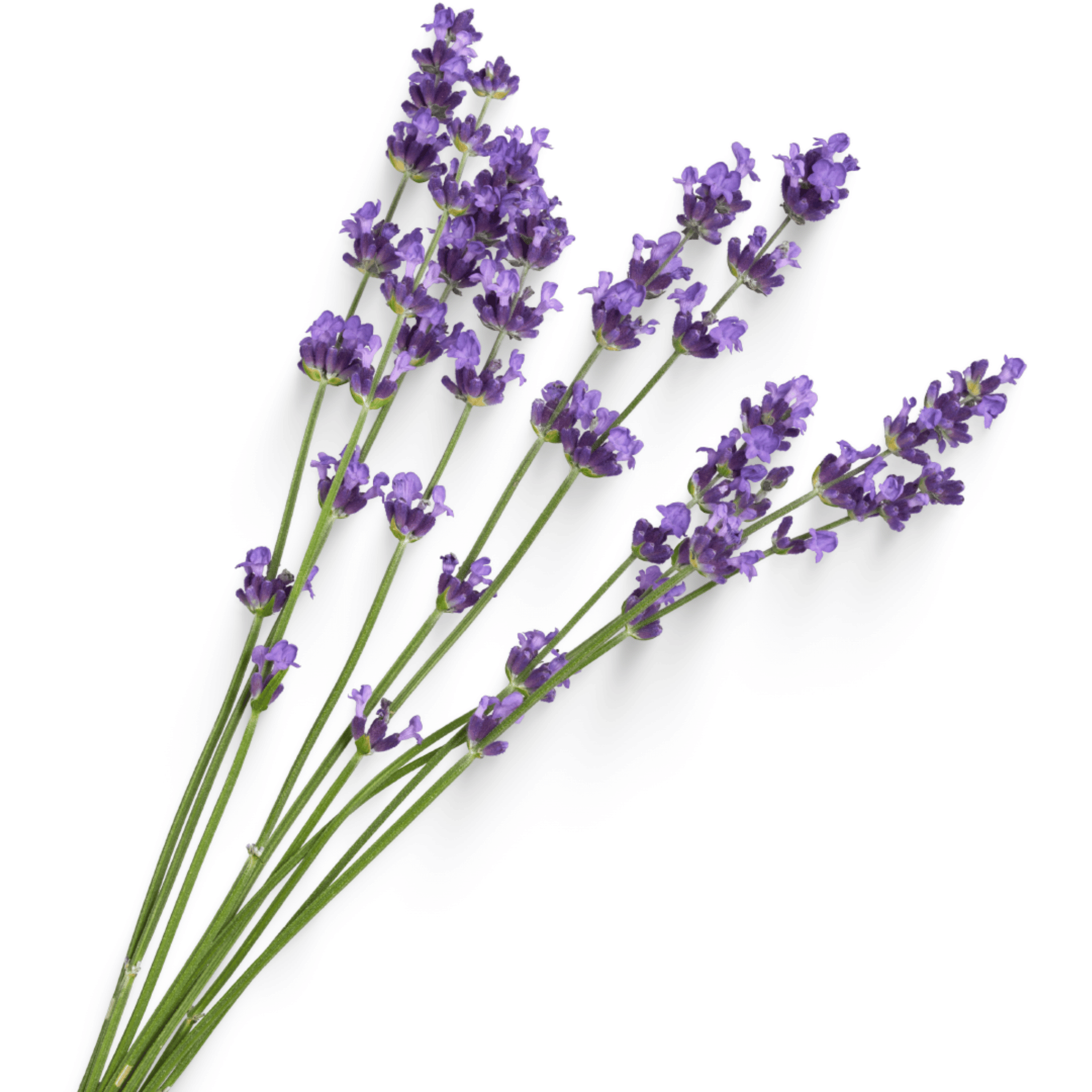 Lavender flowers on a white background