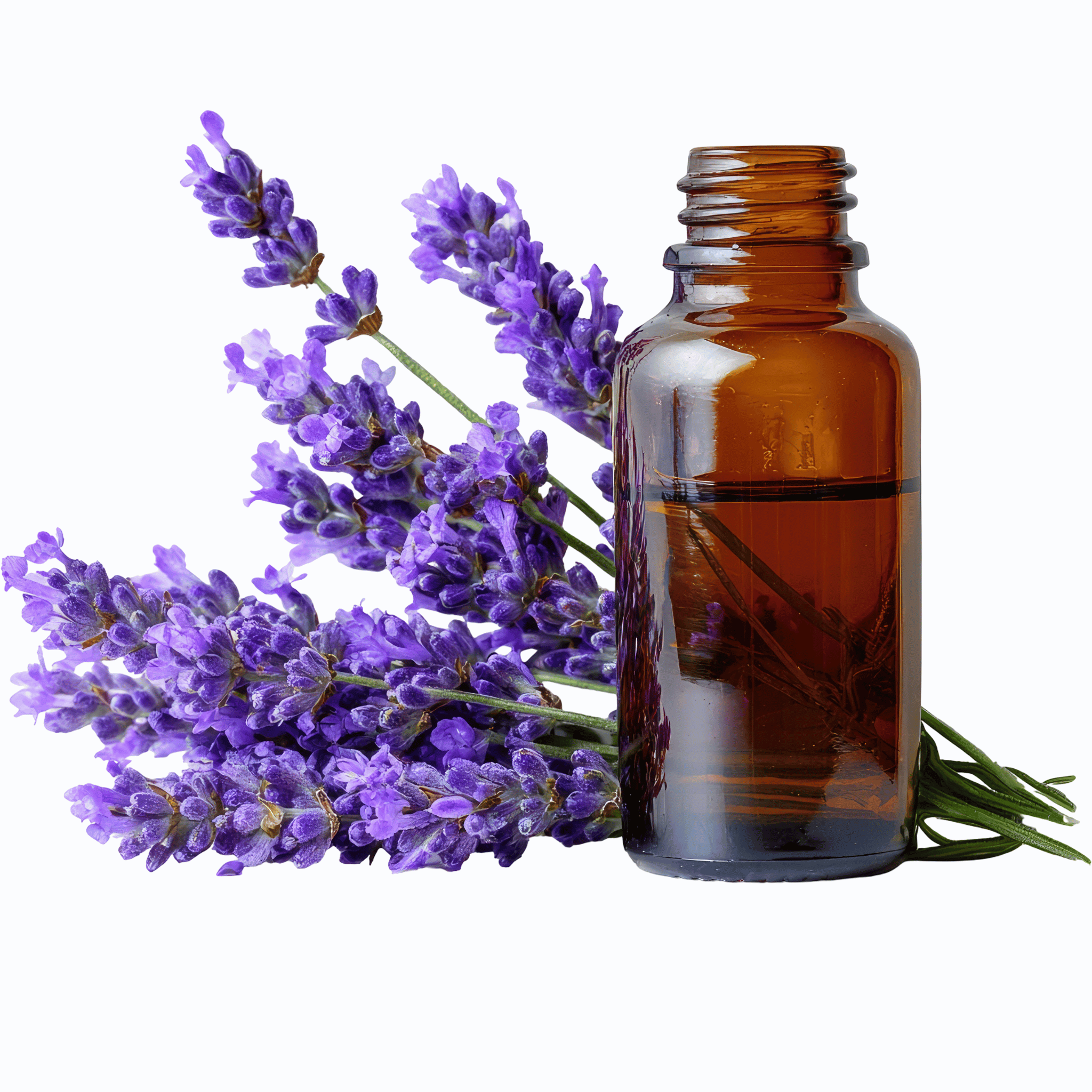 Brown glass bottle with a clear liquid next to lavender flowers on a white background