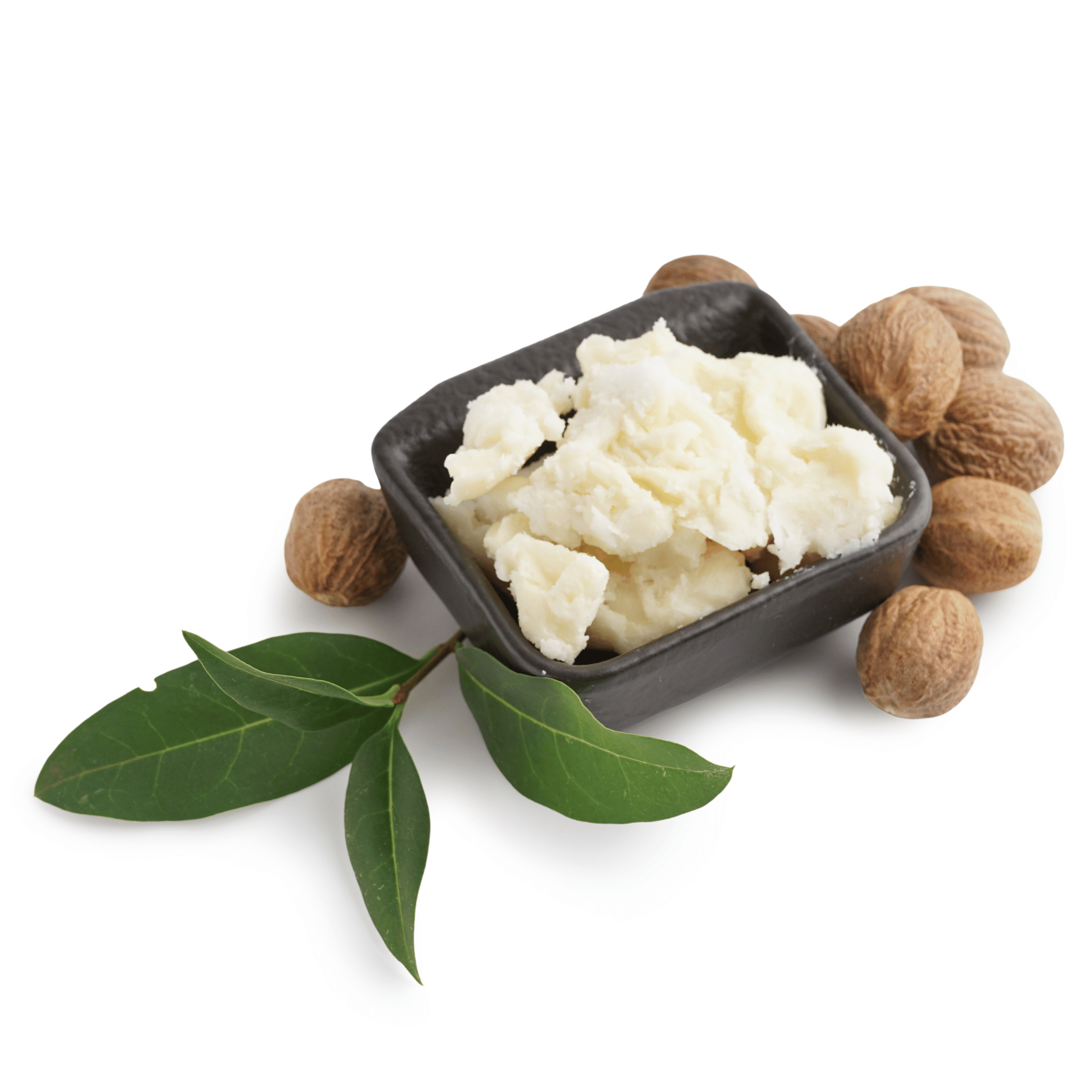 White creamy shea butter in a black square bowl with shea nuts and leaves on a white background