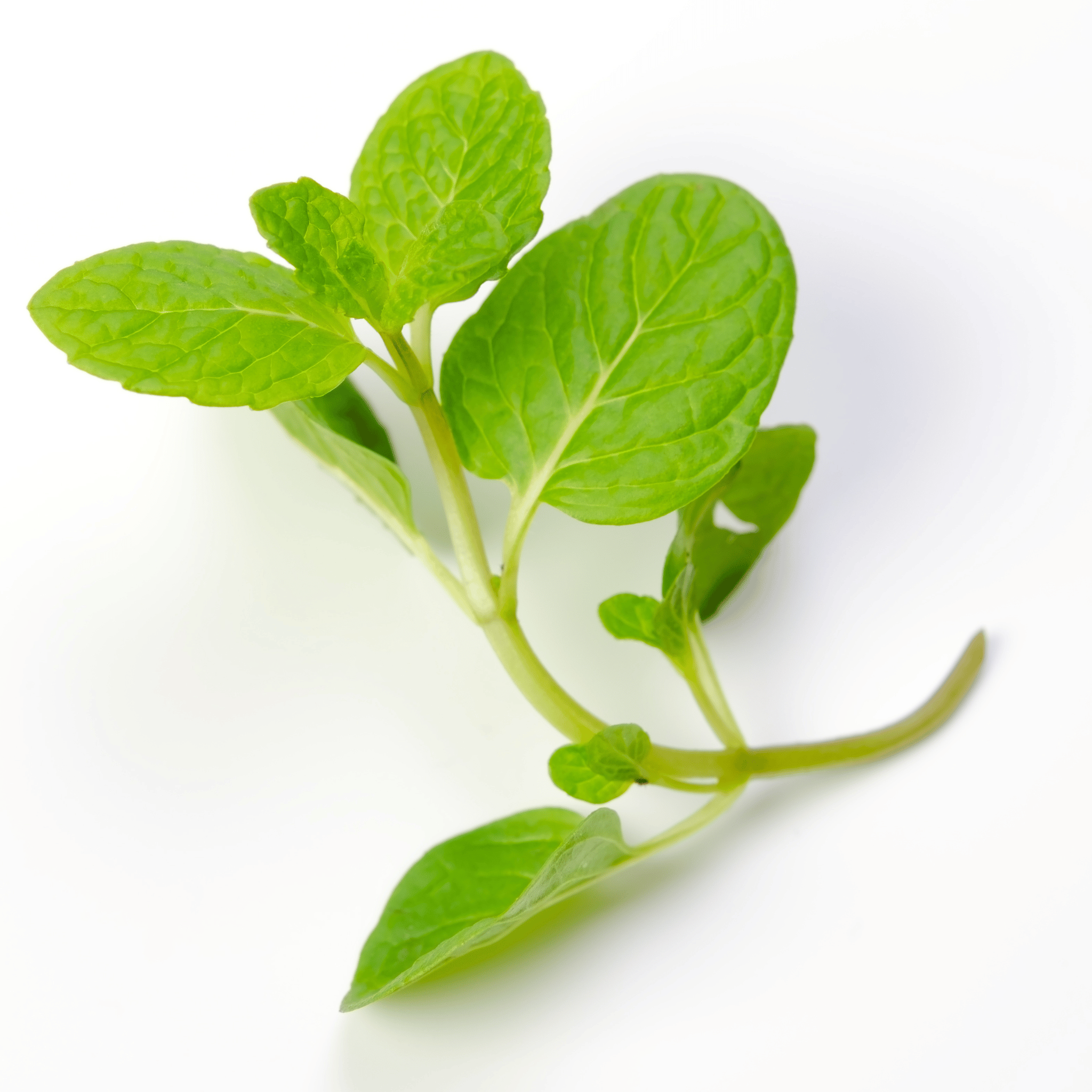 Spearmint leaves on a white background